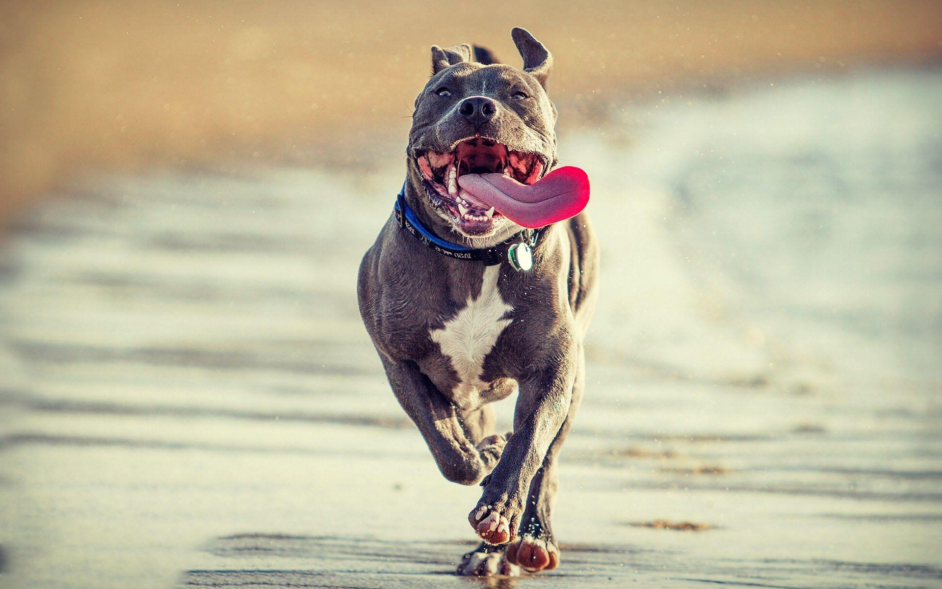 1920x1200 Free Pitbull Wallpaper Download