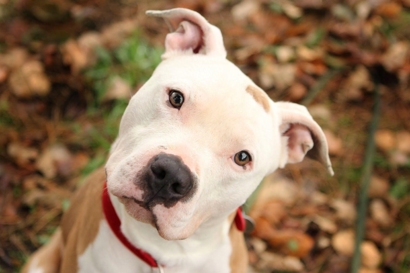 1600x1067 Pit Bull Dogs Wallpaper: Cute PitBull dog pics