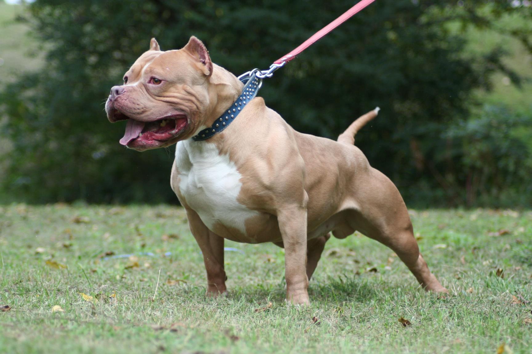 1728x1152 Pit bull Dog Wallpaper, Picture, Image