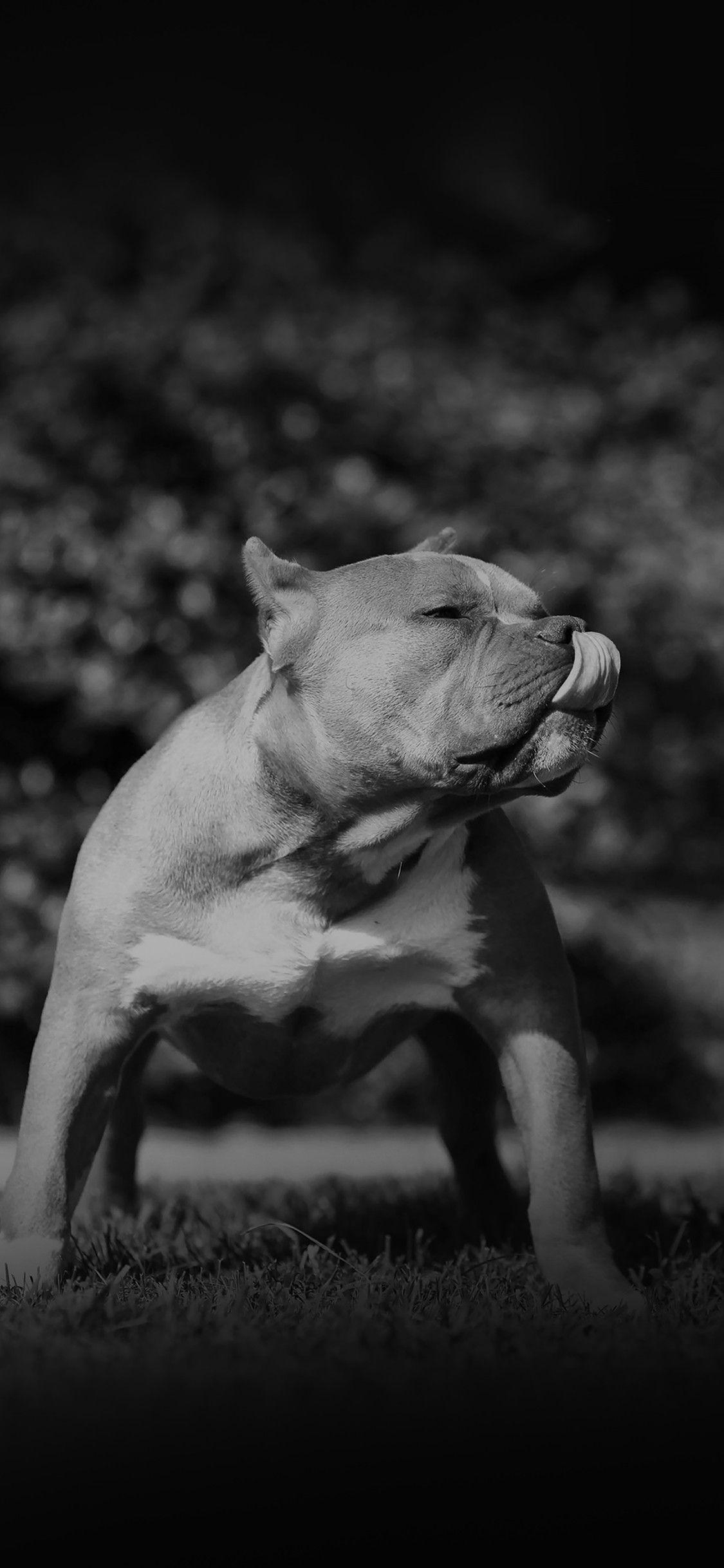 1125x2436 Christmas Pitbull Wallpaper