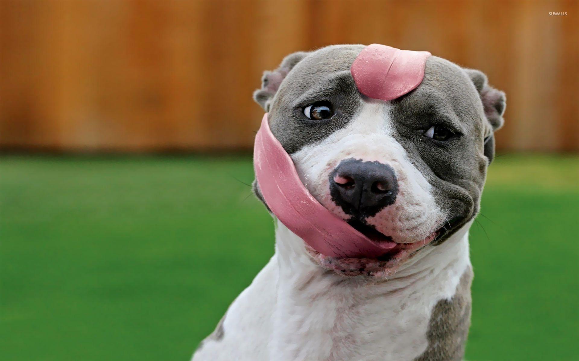 1920x1200 Pit Bull Dogs Wallpaper HD Wallpaper