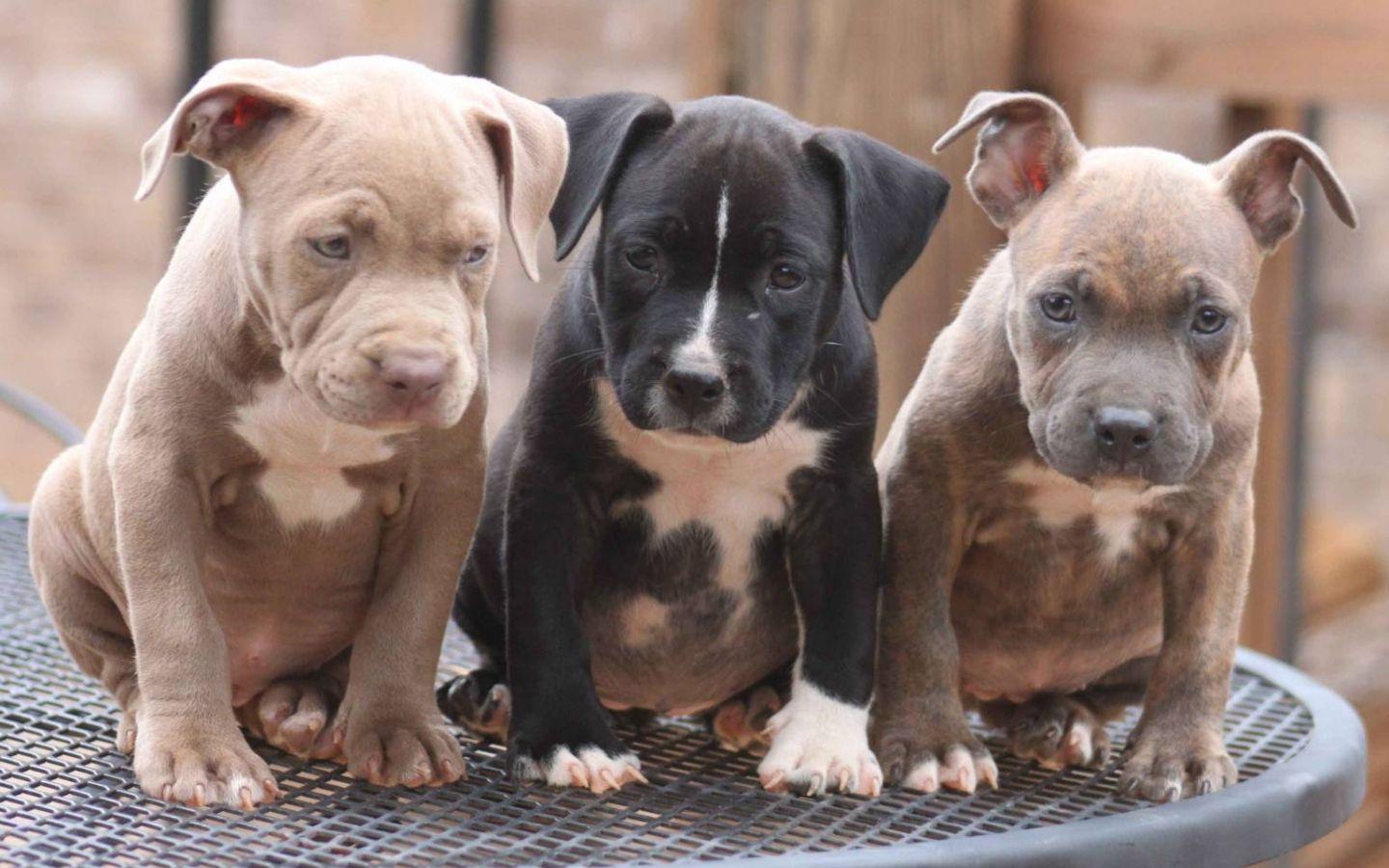 1440x900 Free download Pitbull Puppies Wallpaper HD Dogs Wallpaper