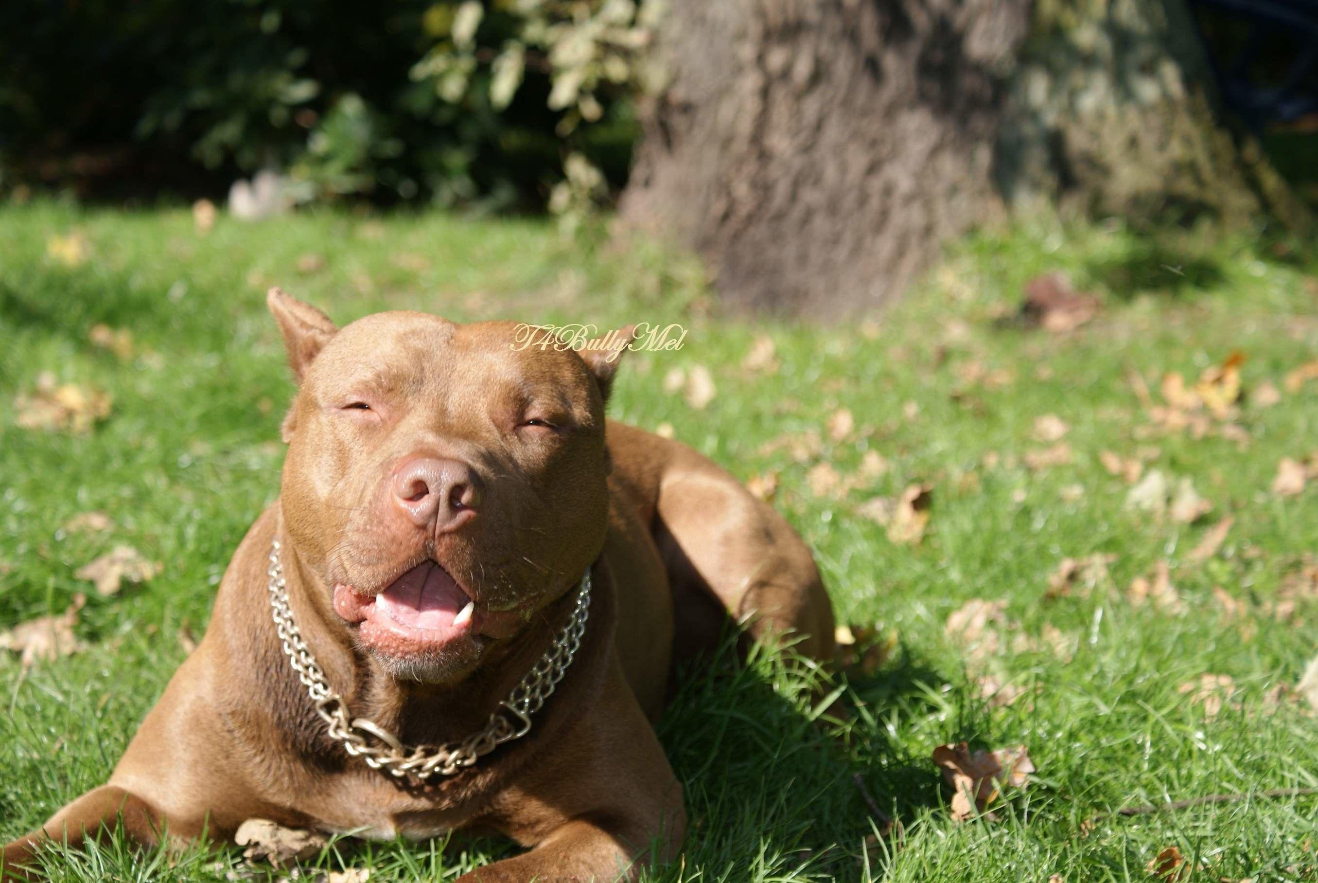 2711x1815 Pitbull Dogs Wallpaper