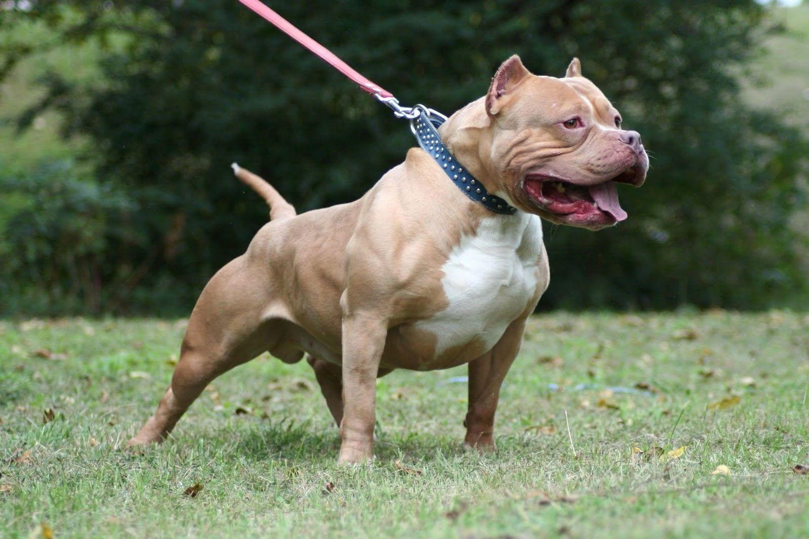 1600x1067 Pit Bull Wallpaper Luxury Pitbull Dog Wallpaper