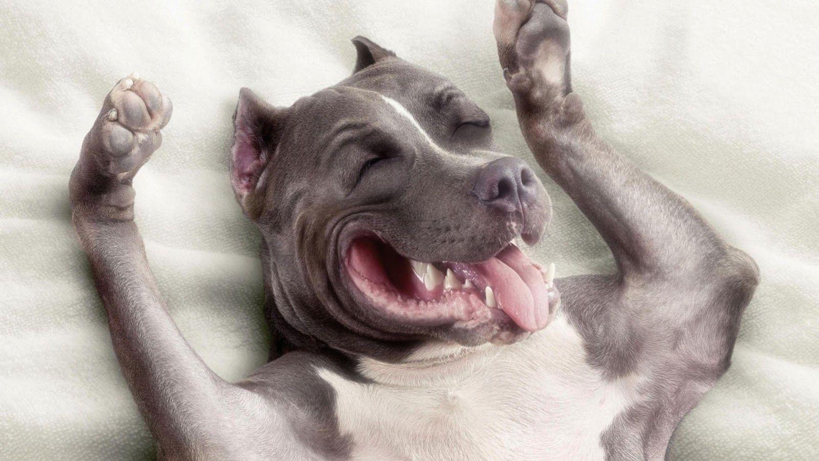 Pitbull Dog Wallpapers - Top Free Pitbull Dog Backgrounds - WallpaperAccess