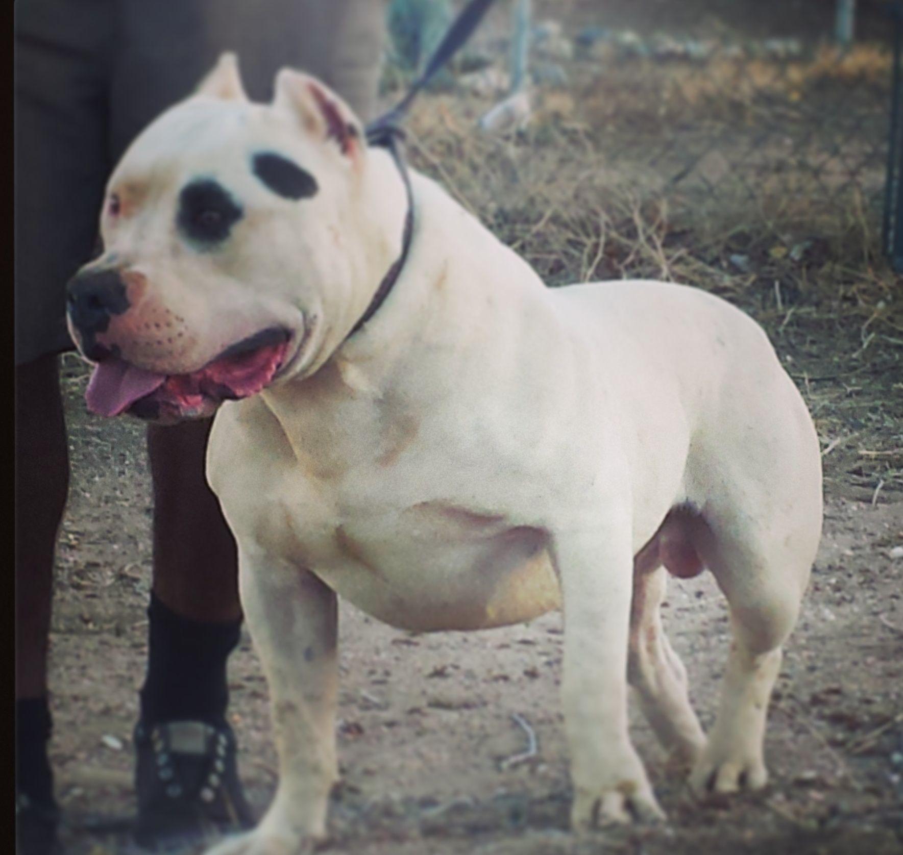 1769x1676 White American Pitbull Pitbull Dog Wallpaper