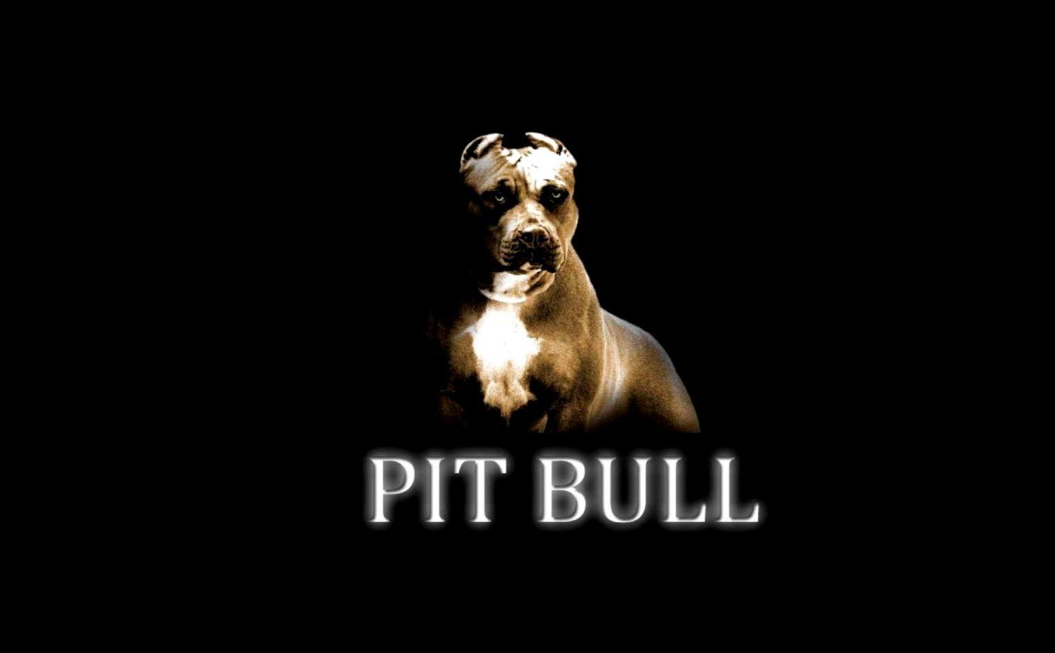 1520x940 Pitbull Dog Wallpaper