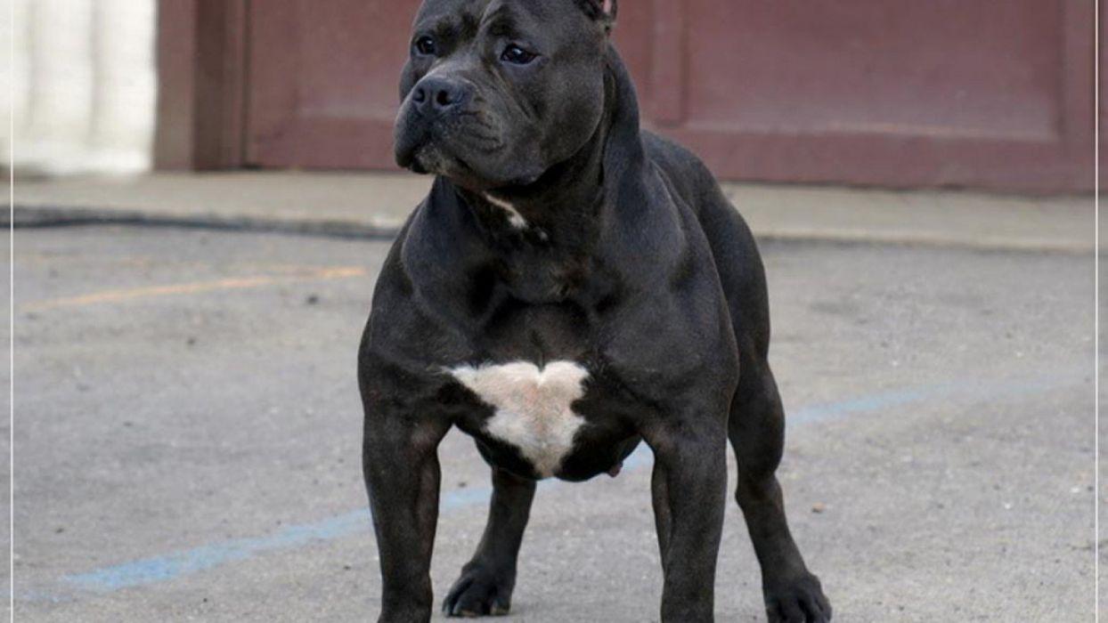 1244x700 AMERICAN PIT BULL terrier dog wallpaperx1080