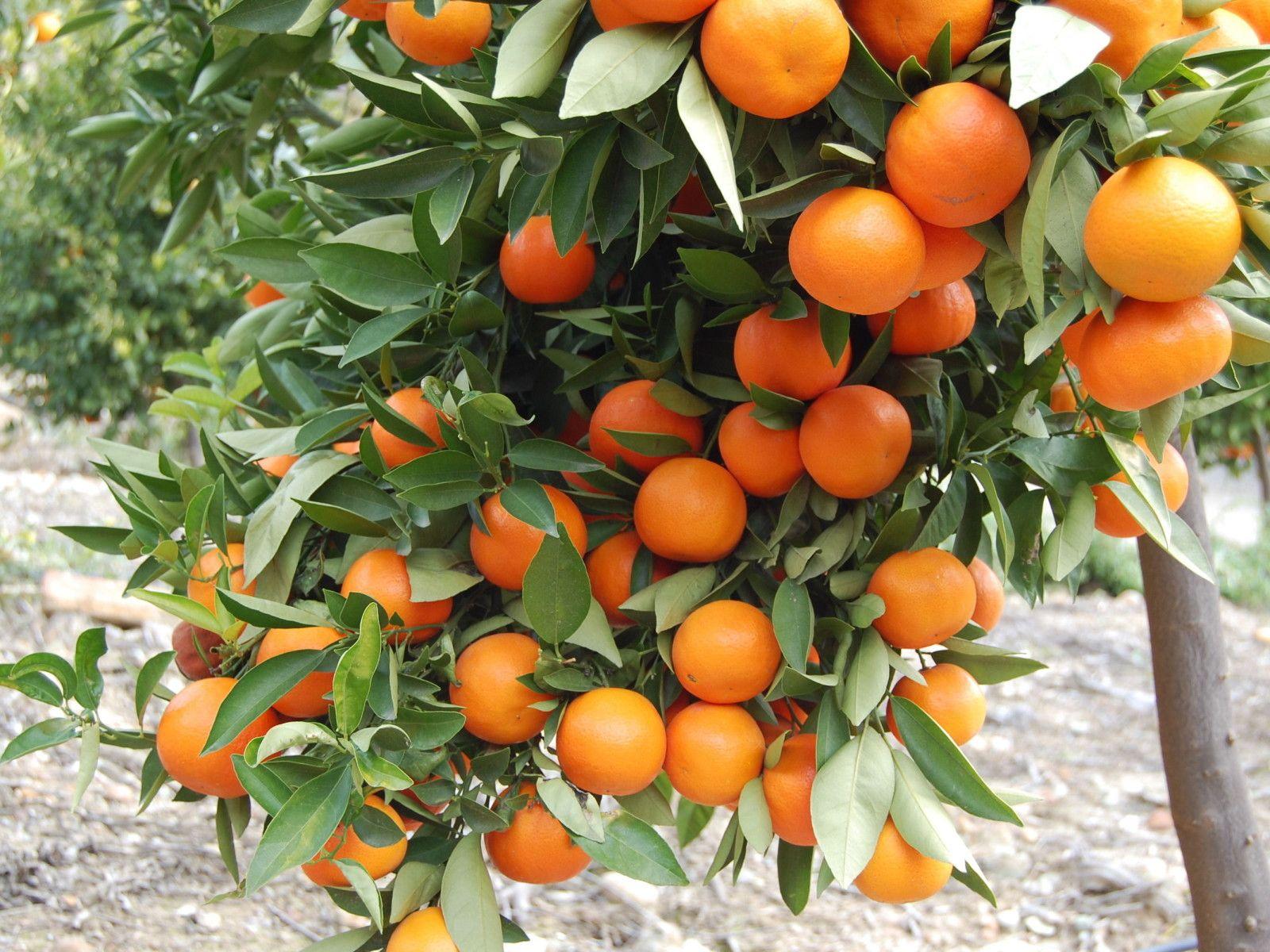 1600x1200 Orange Tree Computer Wallpaper Photo 61873 1600x1200px
