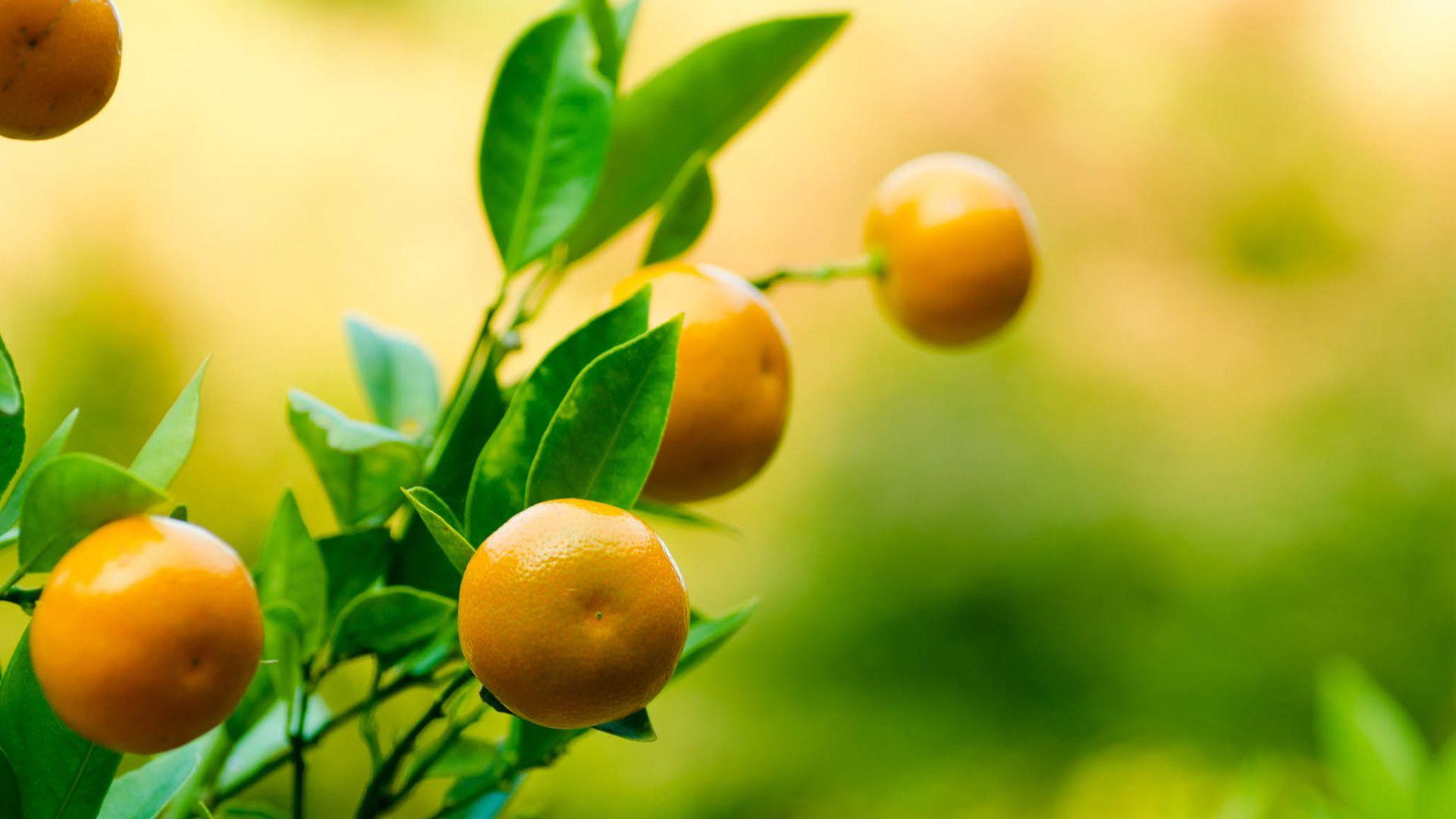 1920x1080 Orange Tree Desktop Wallpaper Tree Image, New Background
