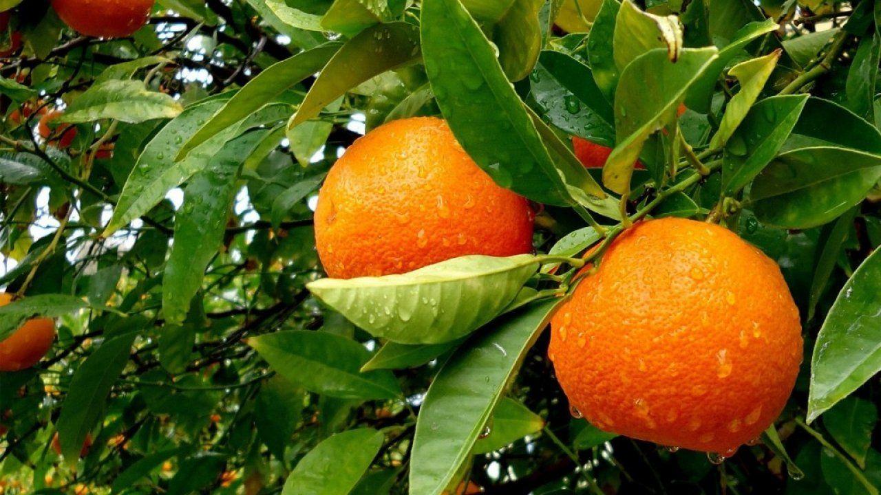 Orange Nature Wallpapers - Top Free Orange Nature Backgrounds