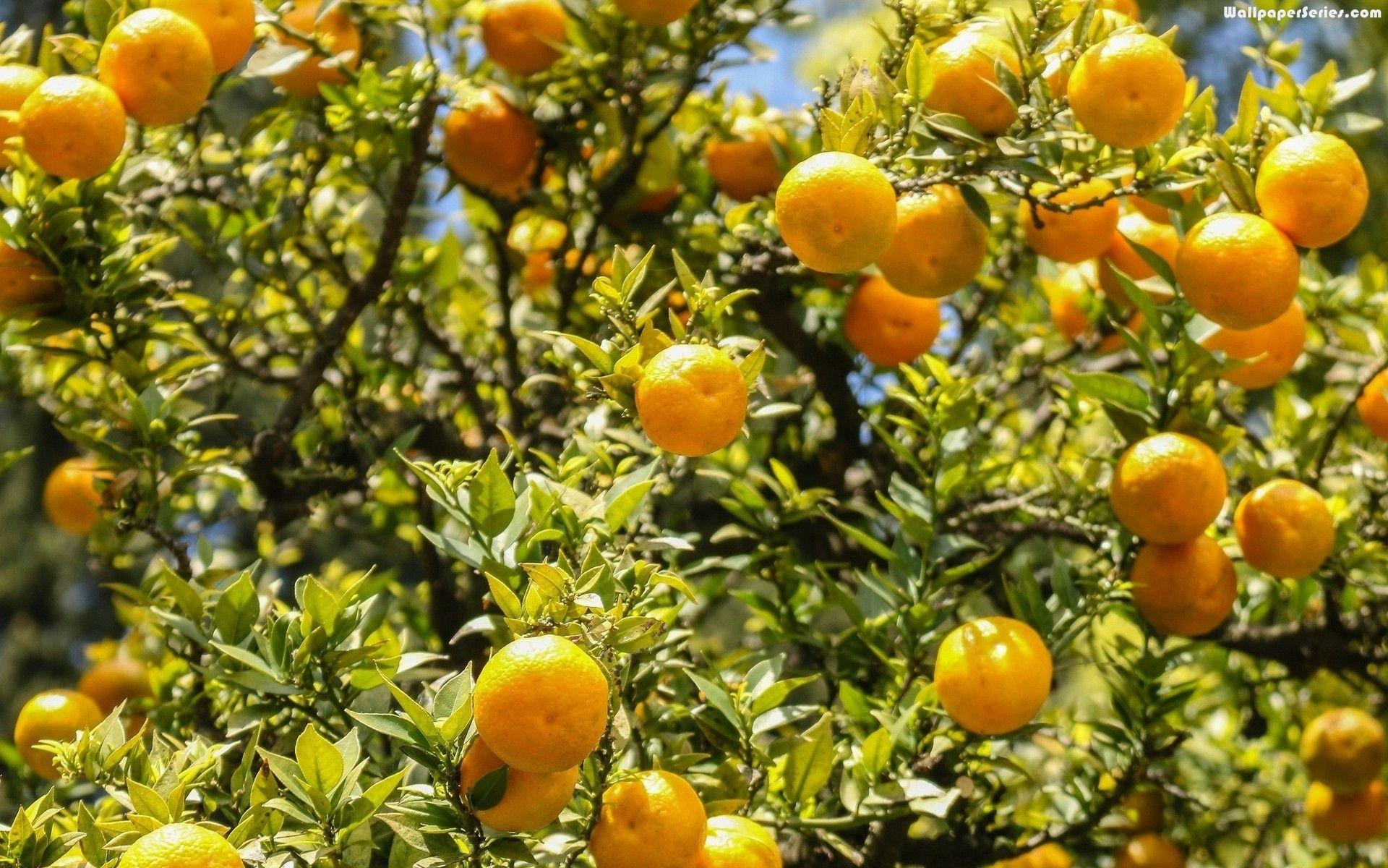 1920x1200 Orange Tree WallpaperWallpaper Series 1530 - Orange Tree