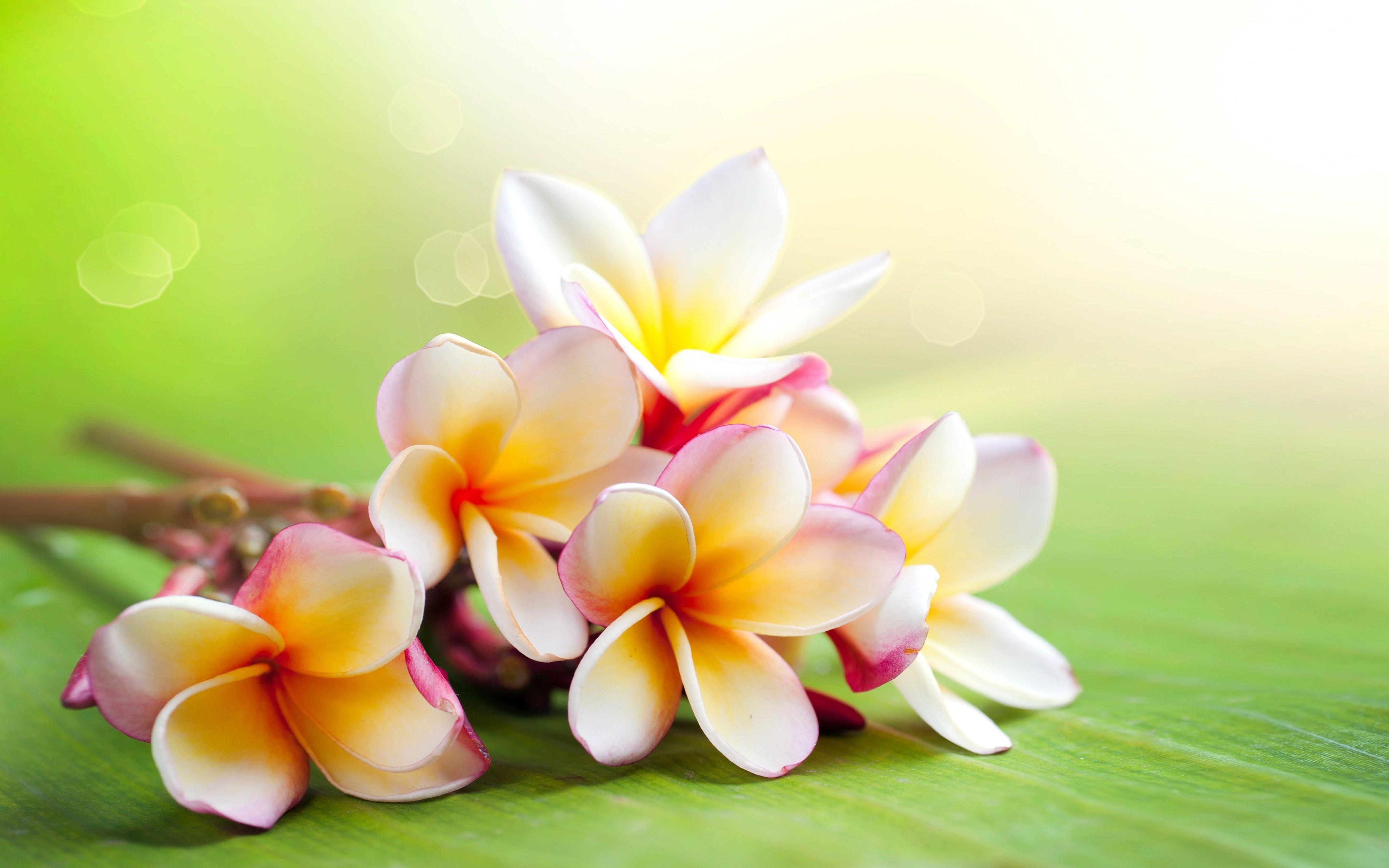 5200x3250 Plumeria Twigs Colorful Flowers Desktop Wallpaper HD Widescreen