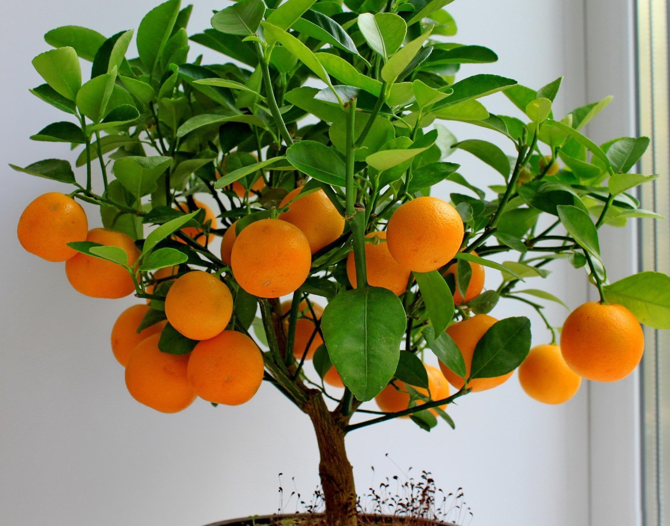 2304x1808 Orange Tree Wallpaper Fruits Wallpaper. wallpaperkyline