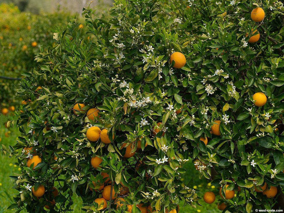 Orange Tree Wallpapers Top Free Orange Tree Backgrounds WallpaperAccess