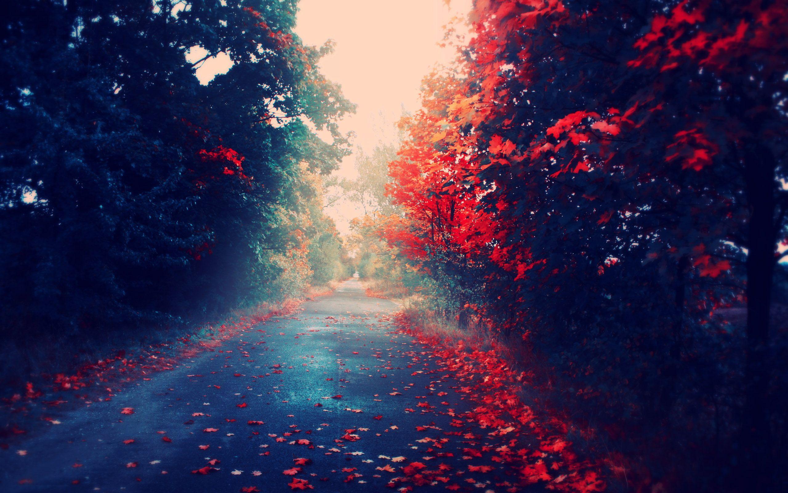 2560x1600 Full HD Fall Autumn Trees Leaves Nature Are Red On Mac Apple