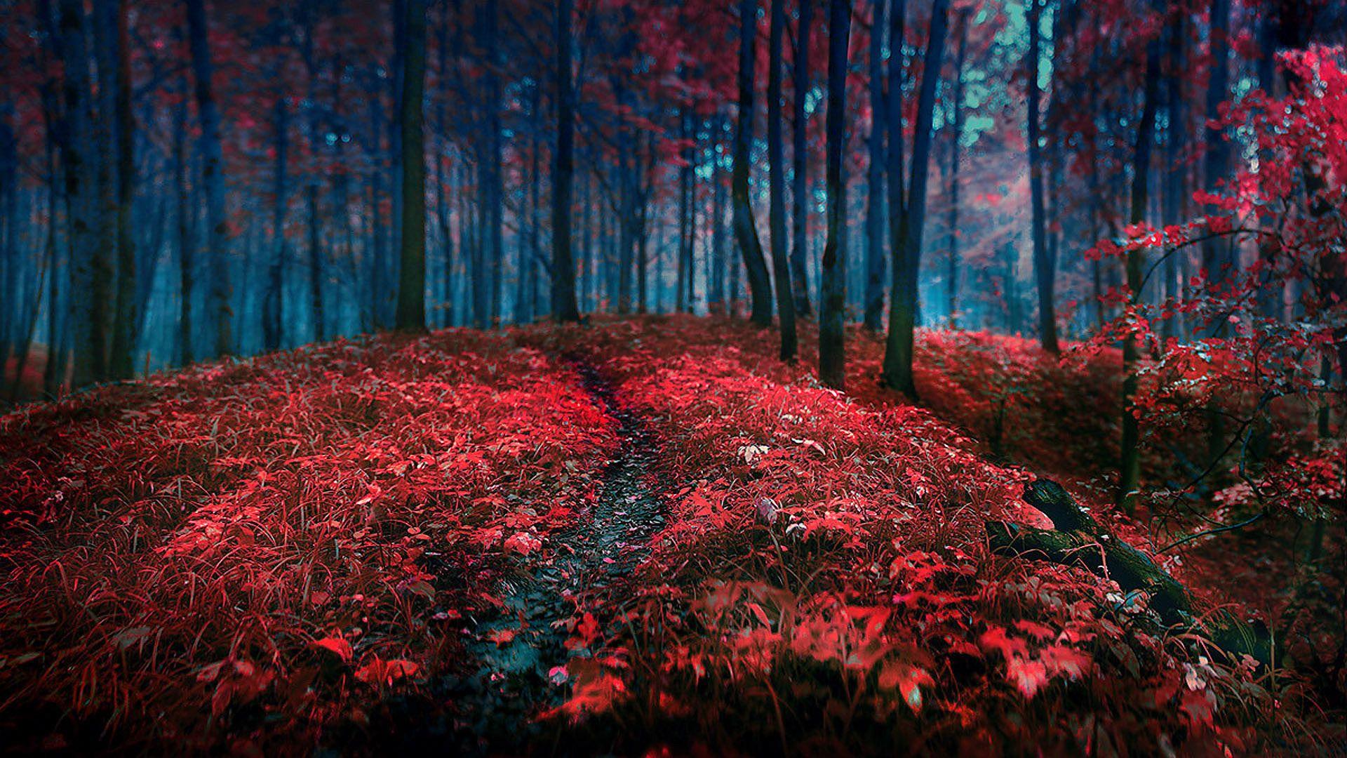 1920x1080 Landscapes nature trees forest autumn fall seasons red contrast