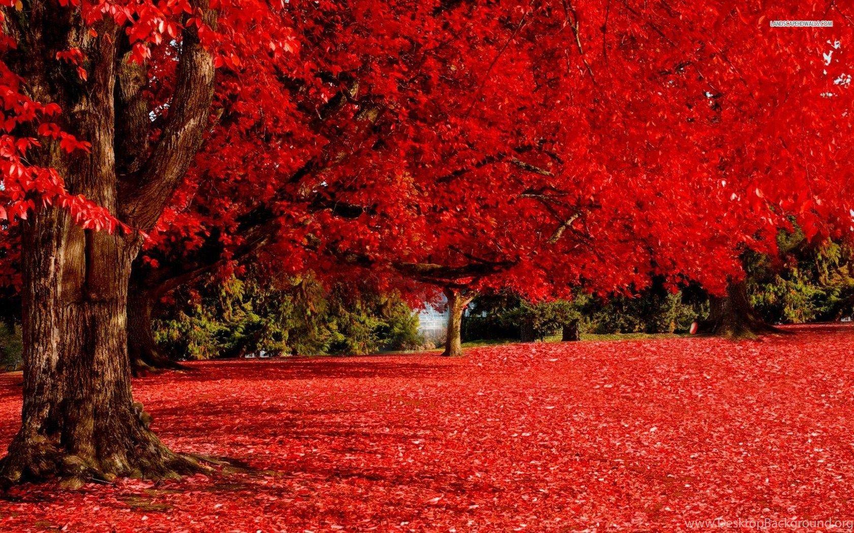 Red Autumn Wallpapers - Top Free Red Autumn Backgrounds - WallpaperAccess