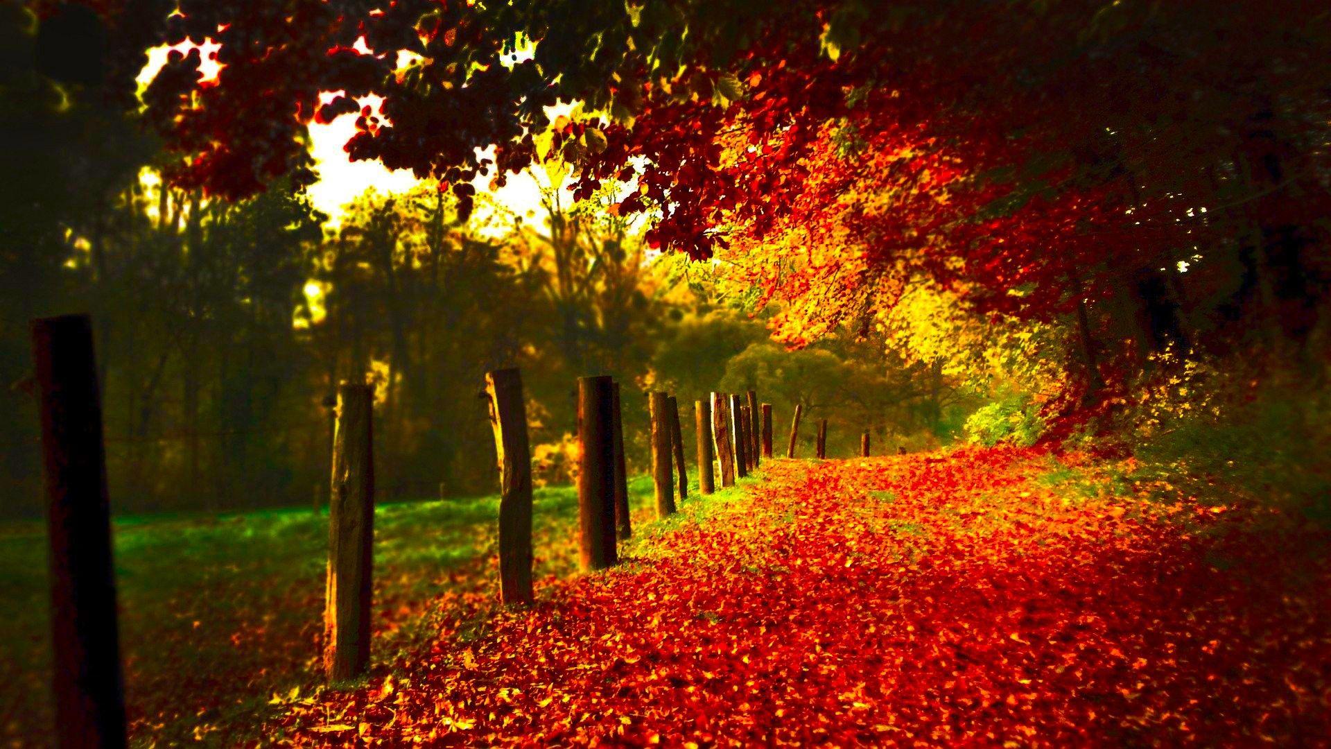 1920x1080 Red Leaves Autumn Season Nature Wallpaper Background