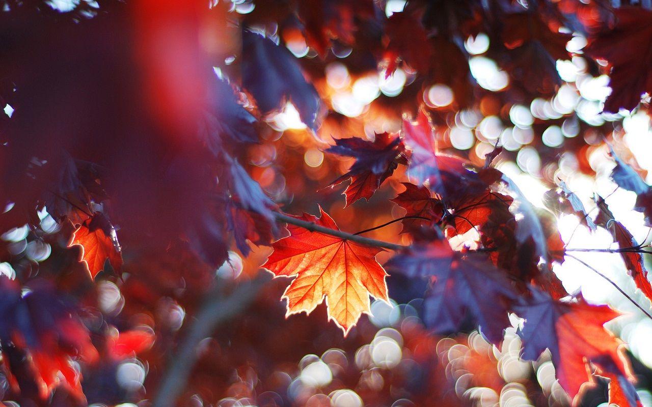 1280x800 Autumn Wallpaper