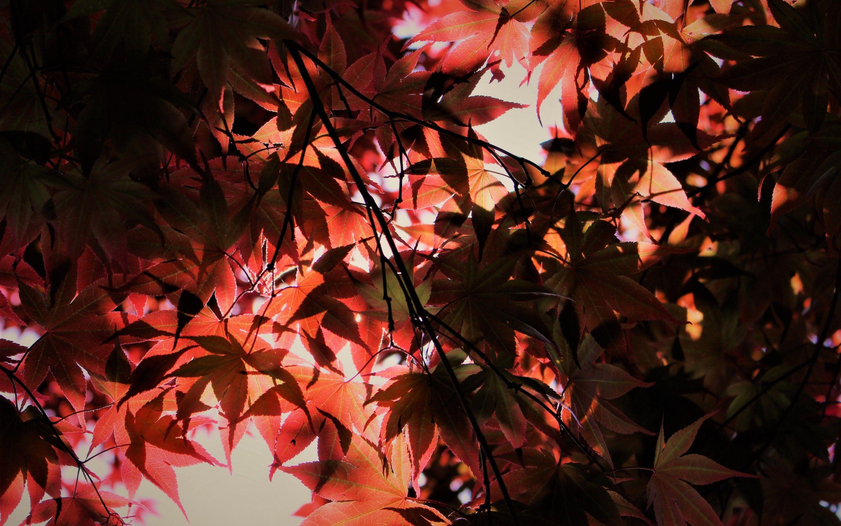 2880x1800 Red Autumn Season Leaves Macbook Pro Retina HD 4k