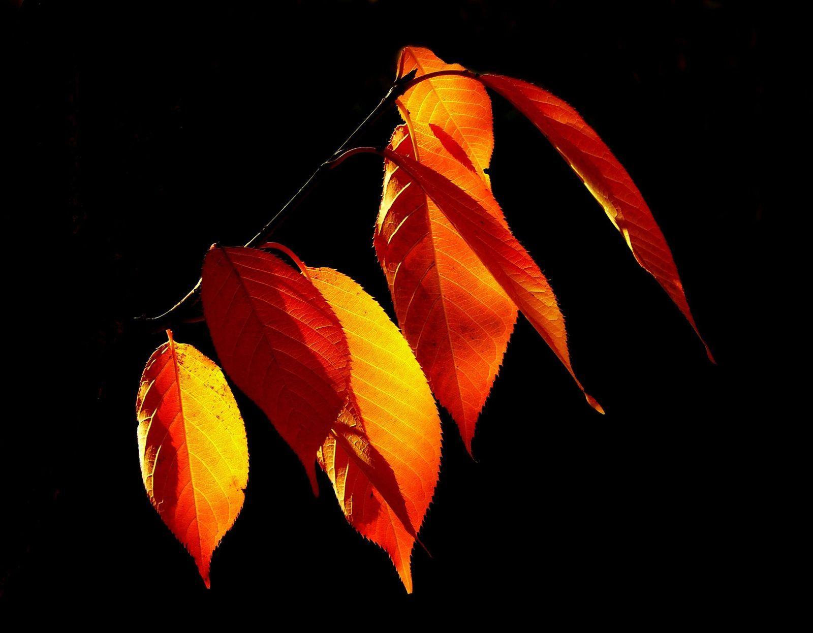 1600x1246 Nature Leaves Red Autumn Leaf Fall Yellow Wallpaper