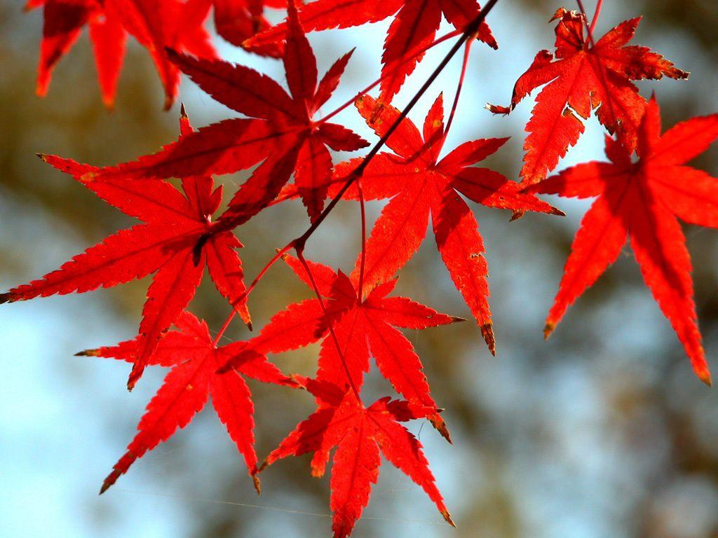 1024x768 Beautiful Autumn Wallpaper HD