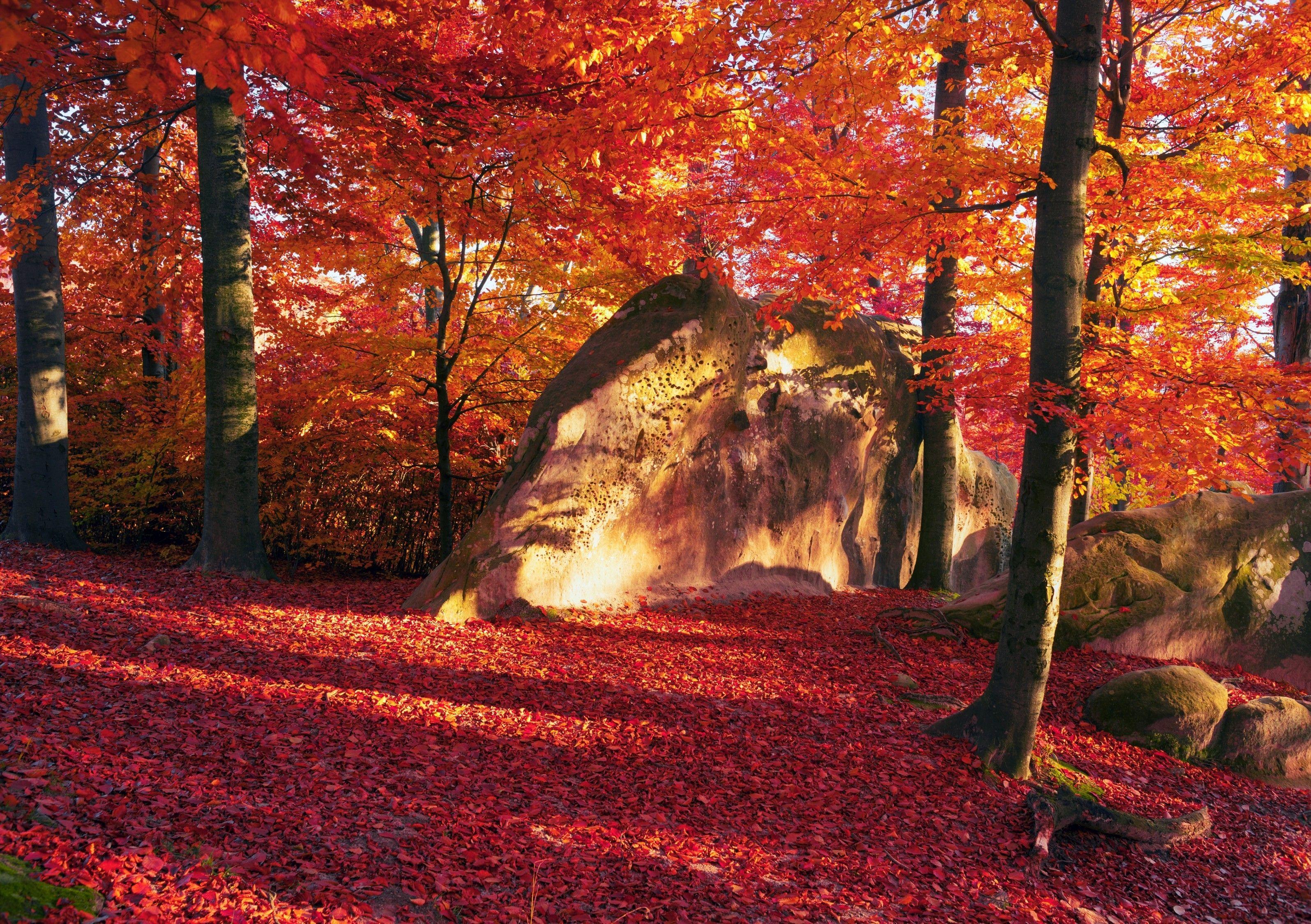 Red Autumn Wallpapers - Top Free Red Autumn Backgrounds - WallpaperAccess