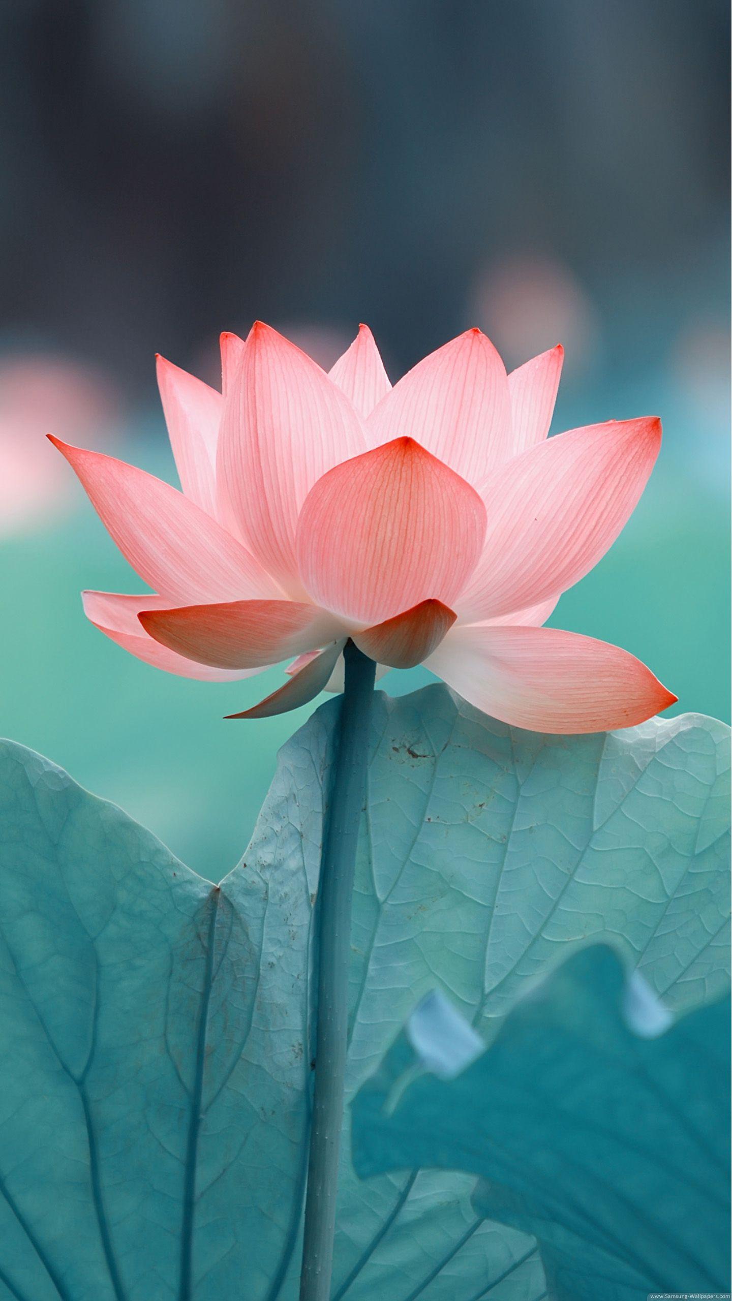 1440x2560 Lotus Background Stock 1440x2560 Samsung Galaxy Note 5 Wallpaper