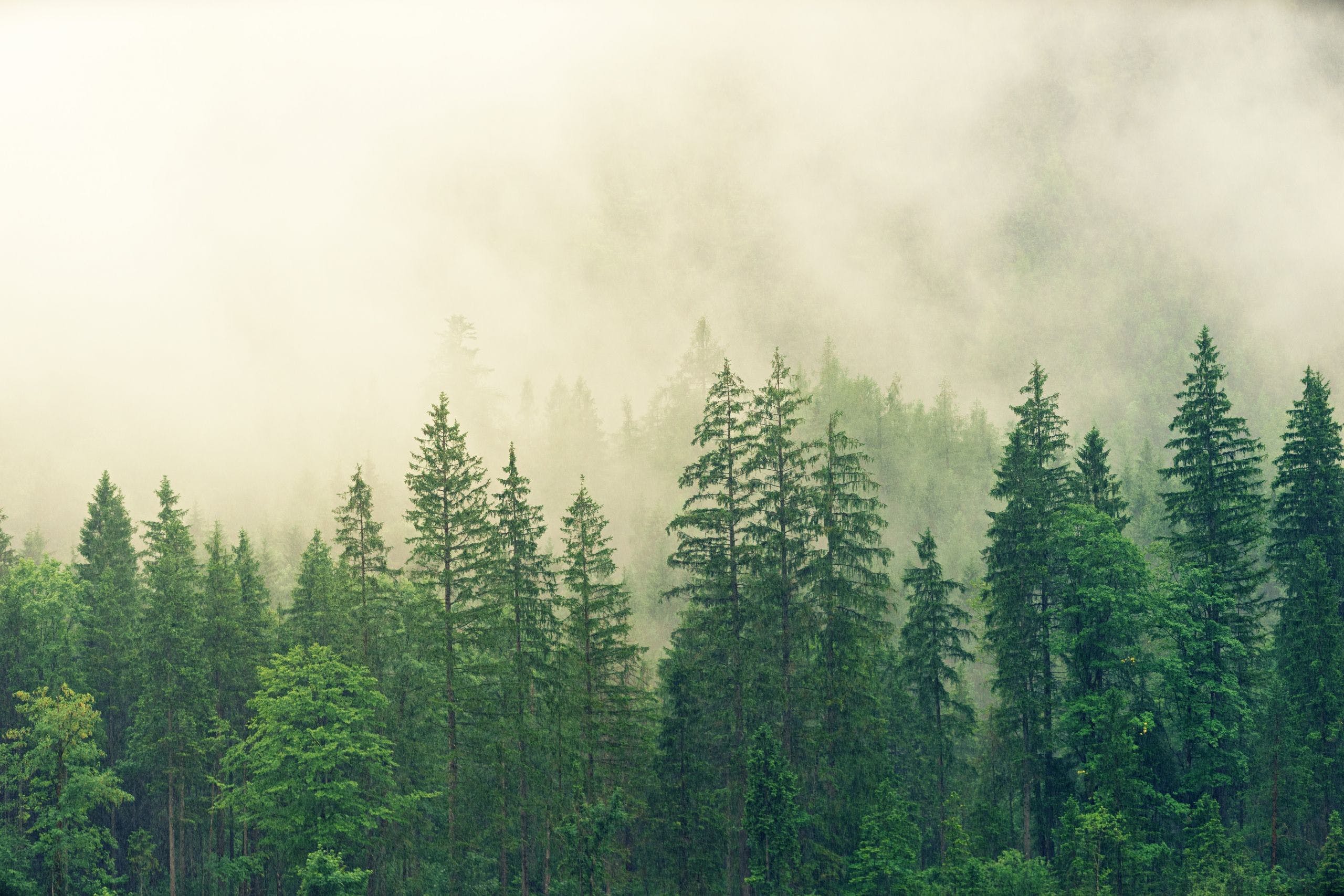 2560x1707 In The Forest Wallpaper