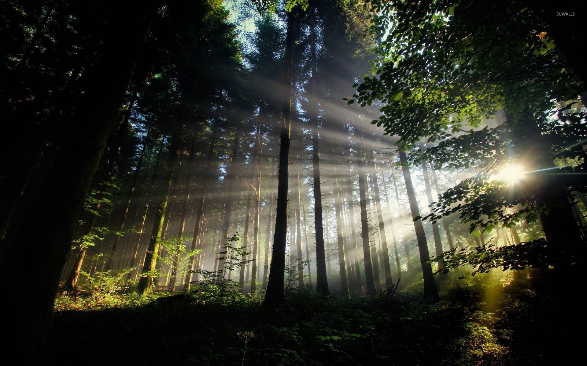 1920x1200 The Forest Wallpaper. Beautiful Forest