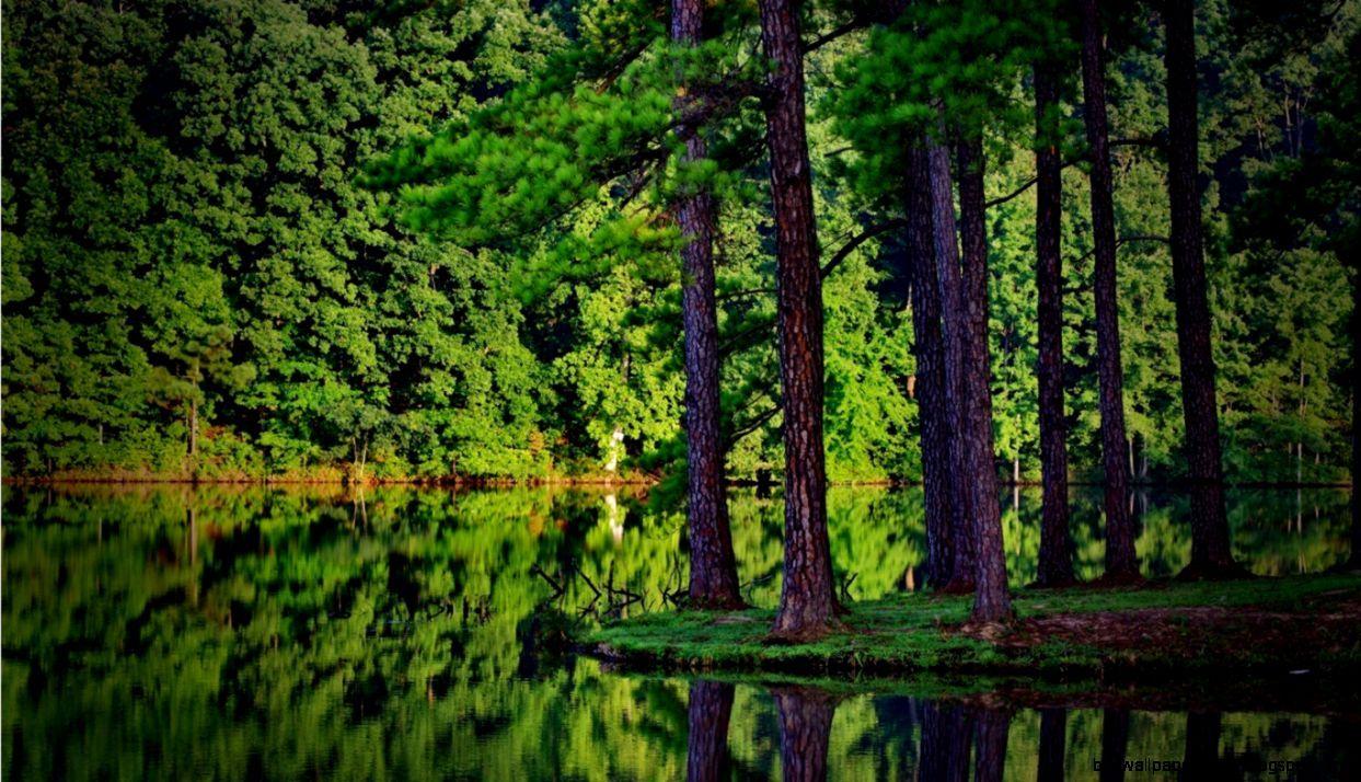 1243x714 Forest Wallpaper HD 1080P. HD Wallpaper Plus