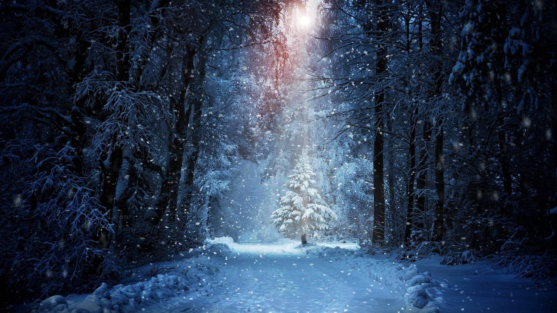 1920x1080 Snowy Forest Wallpaper