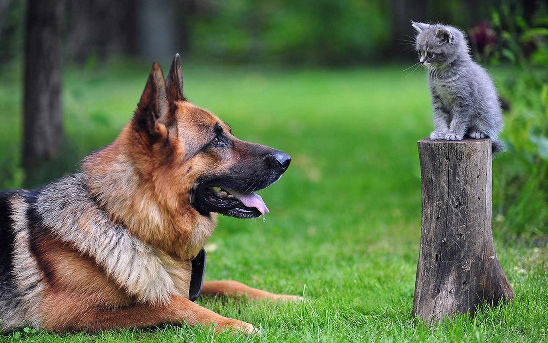 1920x1200 Big German Shepherd And Cute Little Cat. HD Animals and Birds
