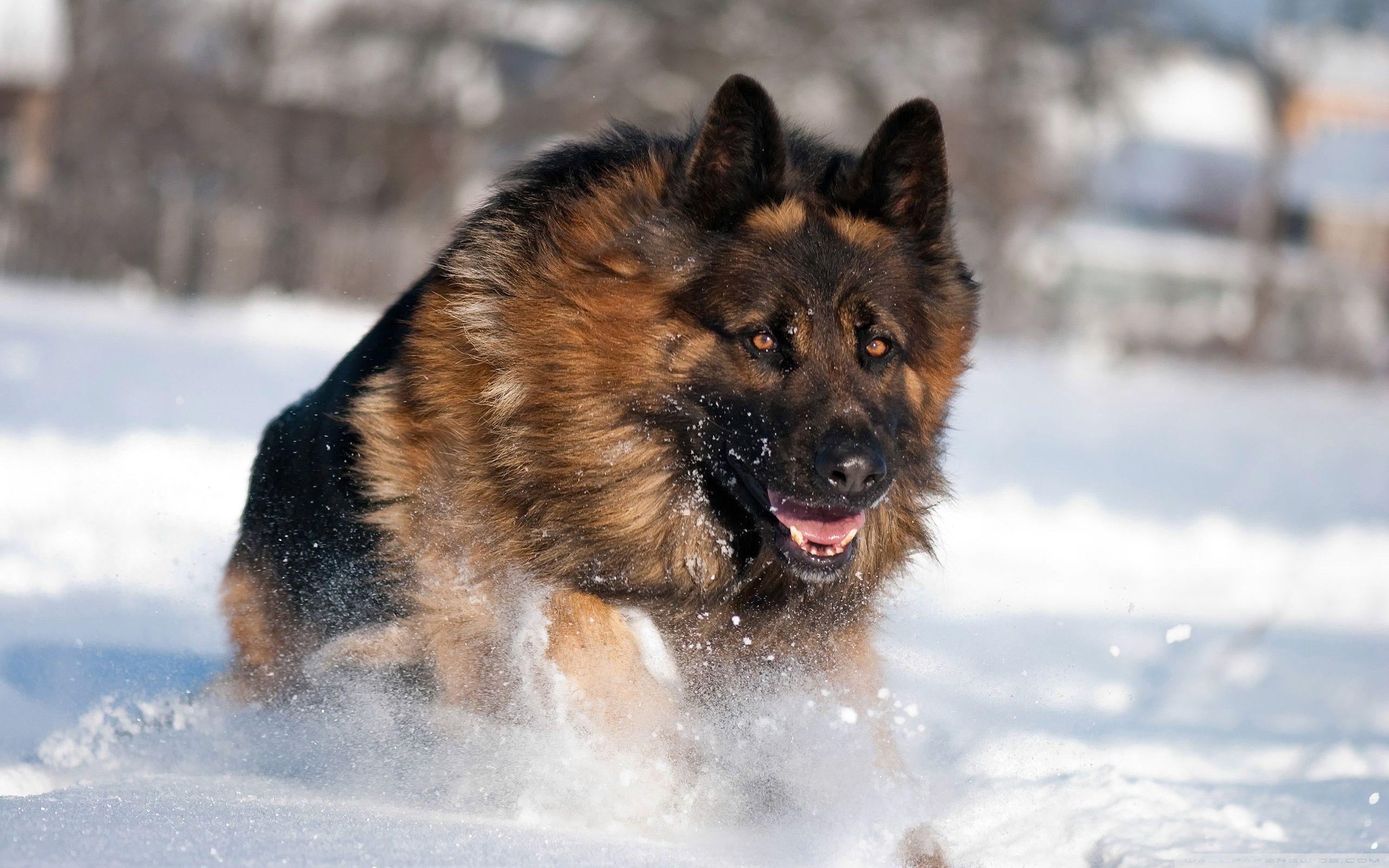 2560x1600 German Shepherd Running In Snow ❤ 4K HD Desktop Wallpaper for 4K
