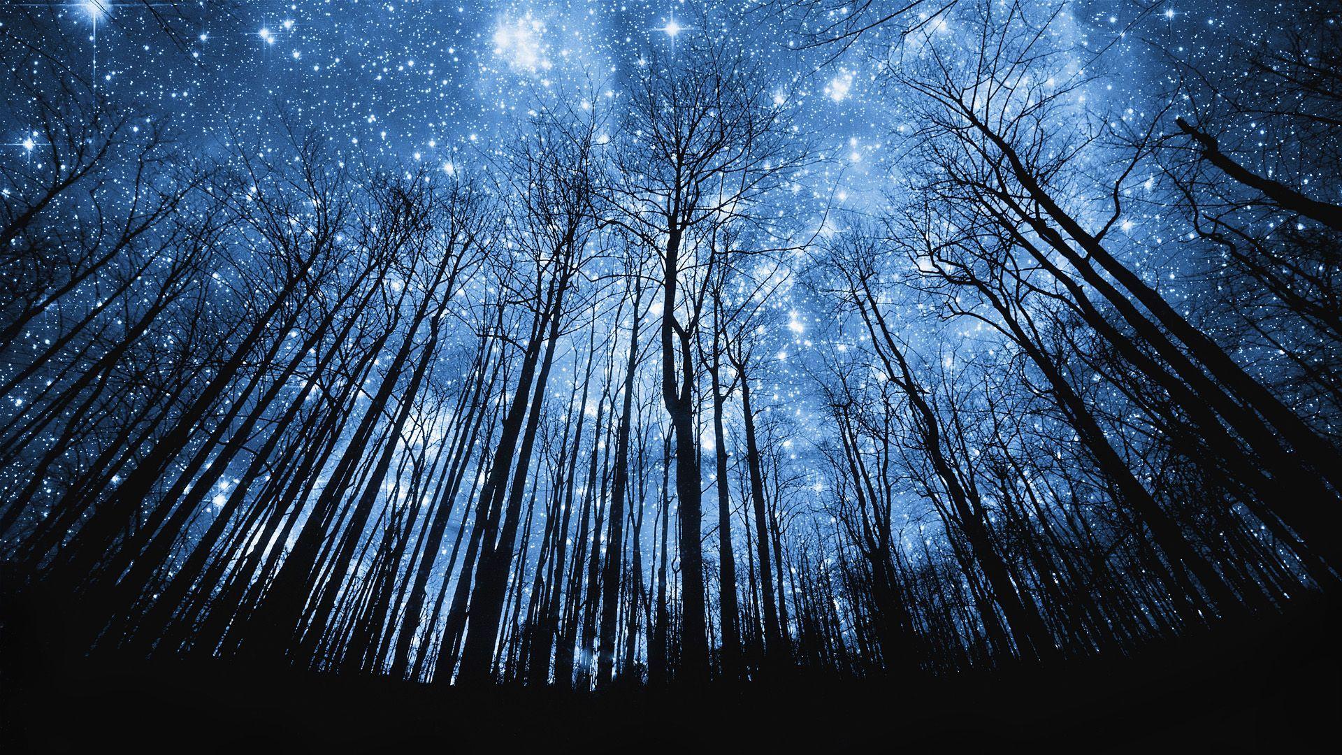 Forest Night Sky Wallpapers - Top Free Forest Night Sky Backgrounds -  WallpaperAccess