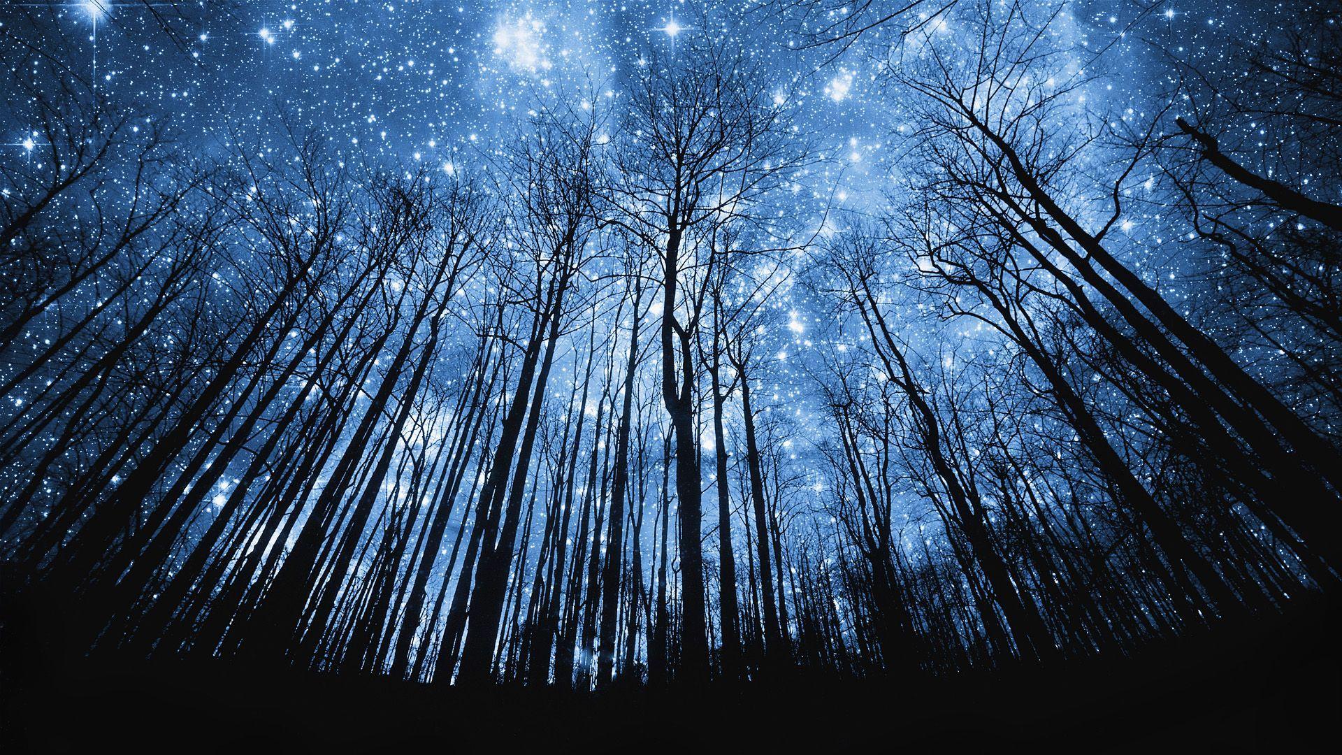 Starry Sky Night Forest Scenery 4K Wallpaper iPhone HD Phone #6360f