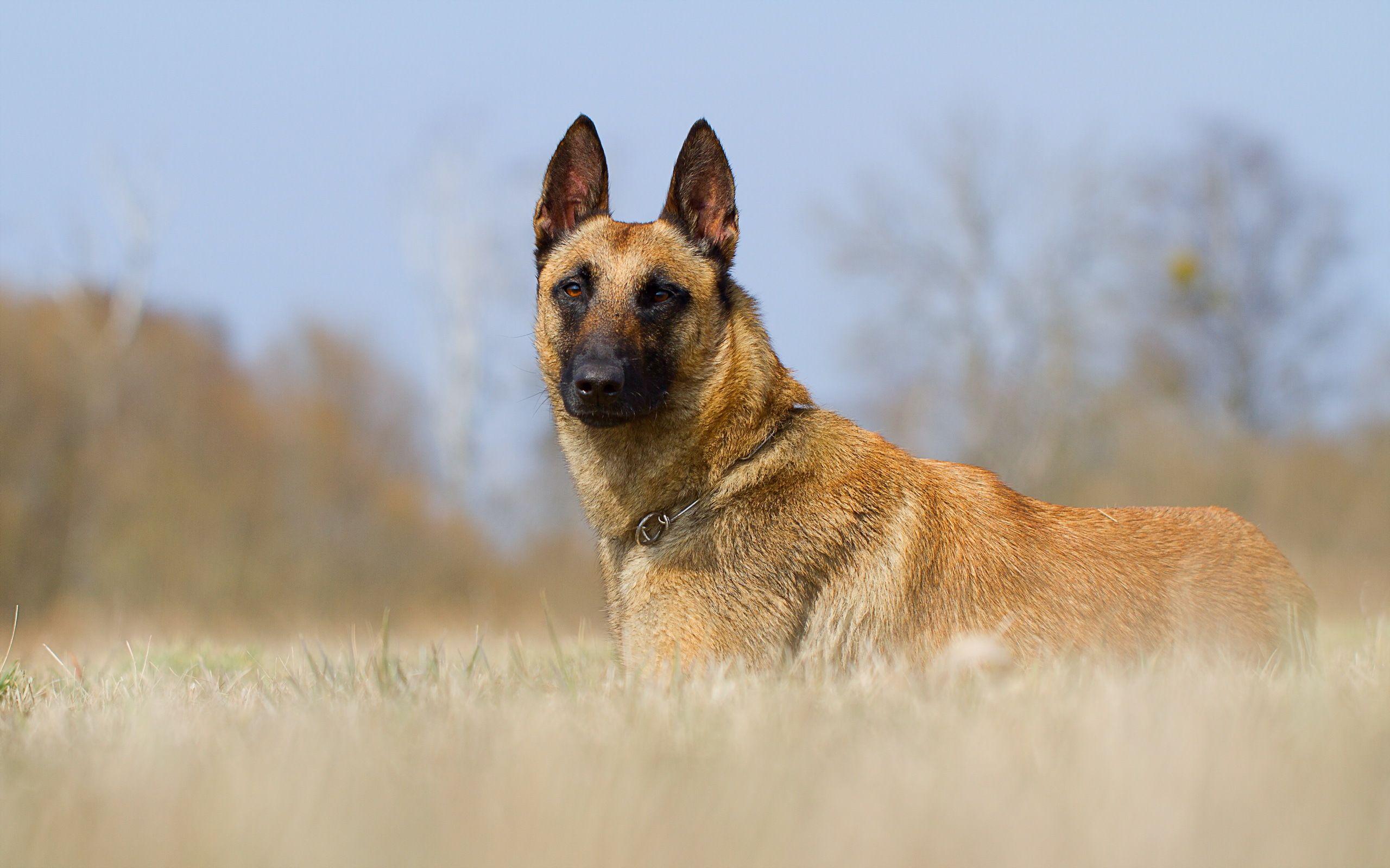 2560x1600 German Shepherd Wallpaper. HD Dogs Wallpaper