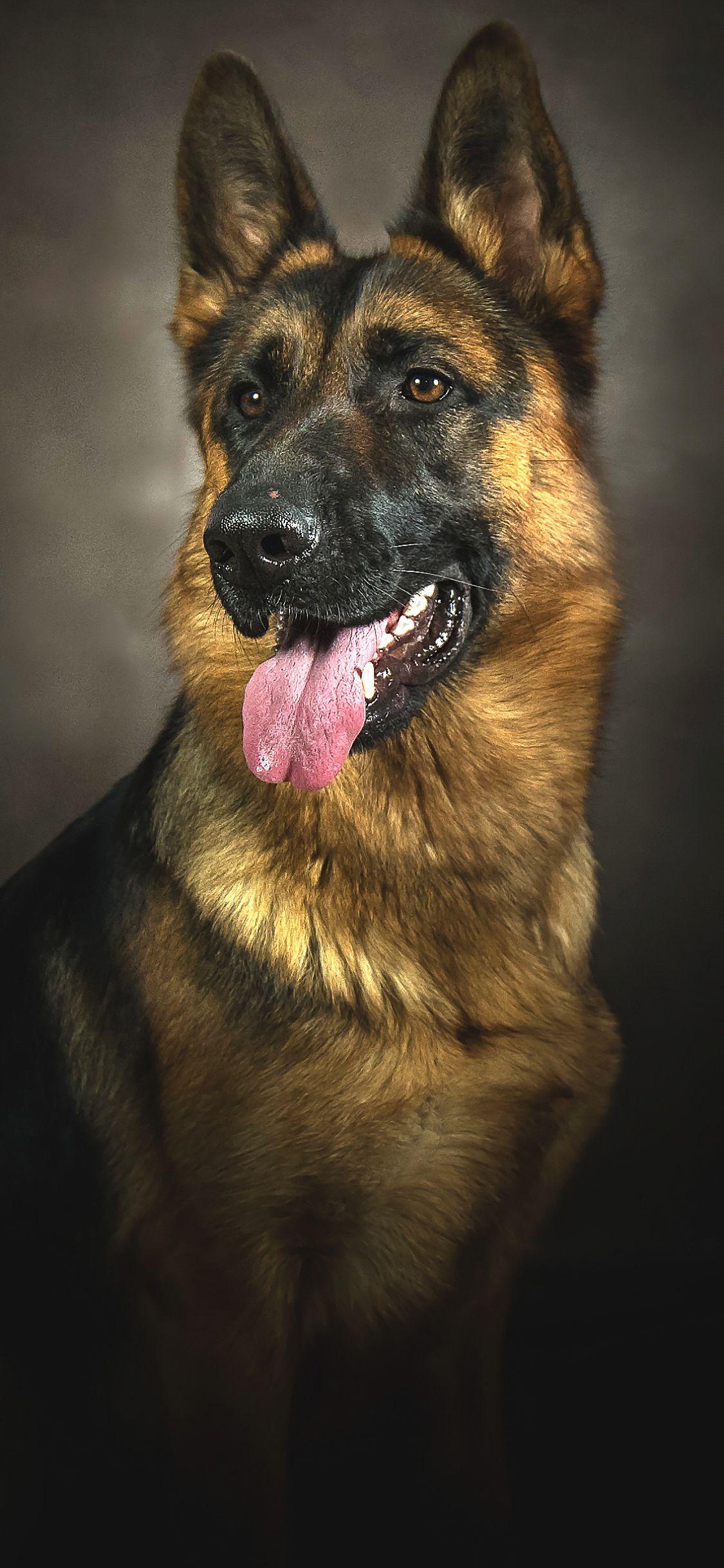 1125x2436 Animal German Shepherd (1125x2436) Wallpaper