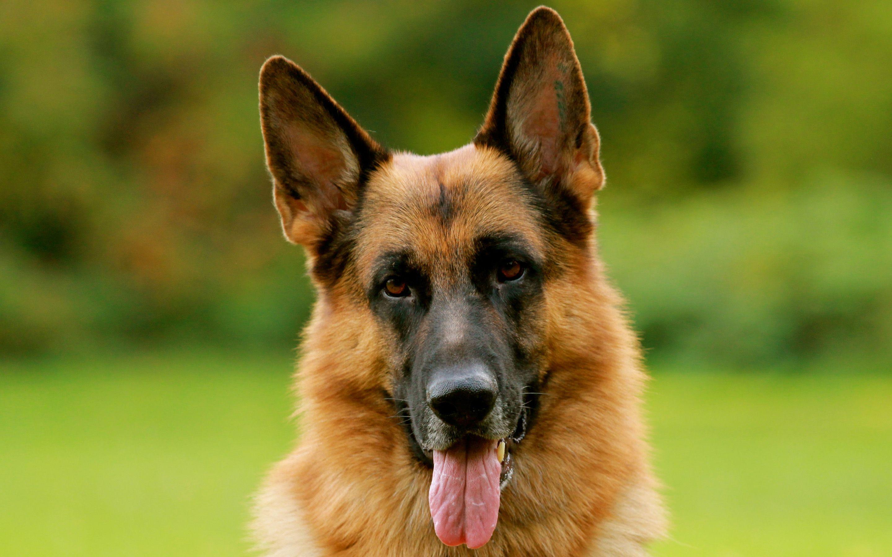 2880x1800 German Shepherd HD Wallpaper and Background Image