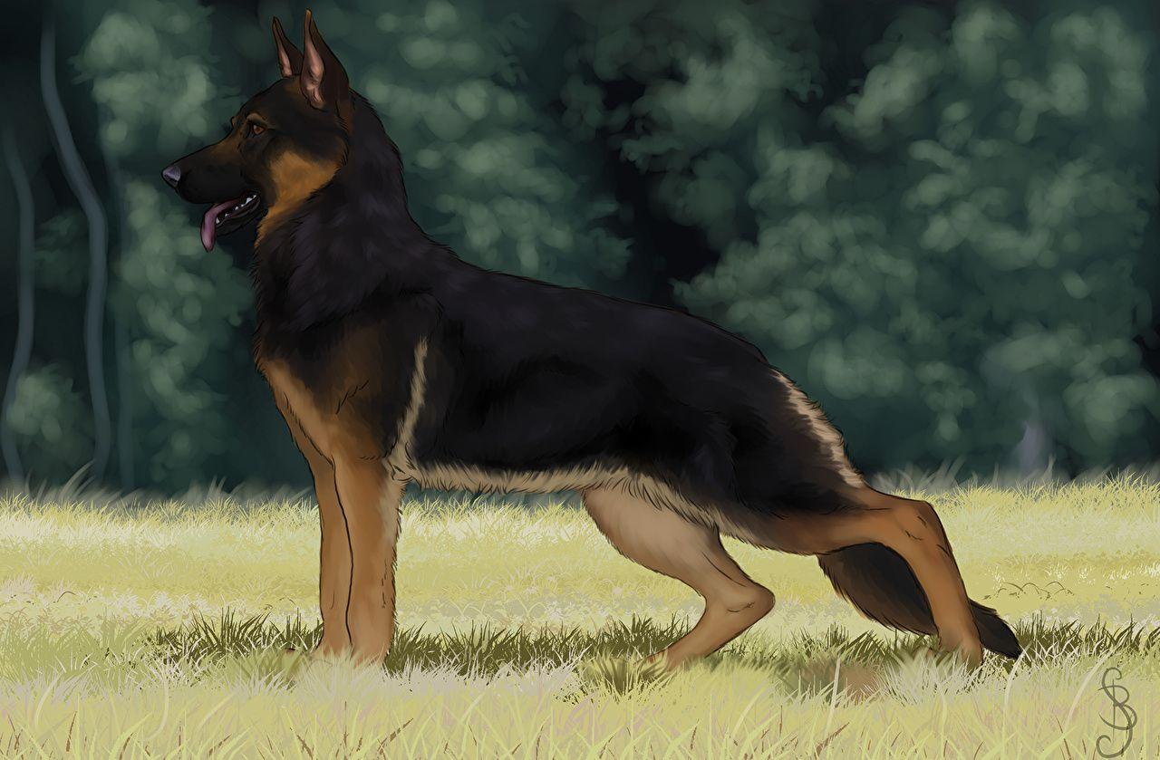 1280x839 Shepherd German Shepherd Dogs Animals Painting Art