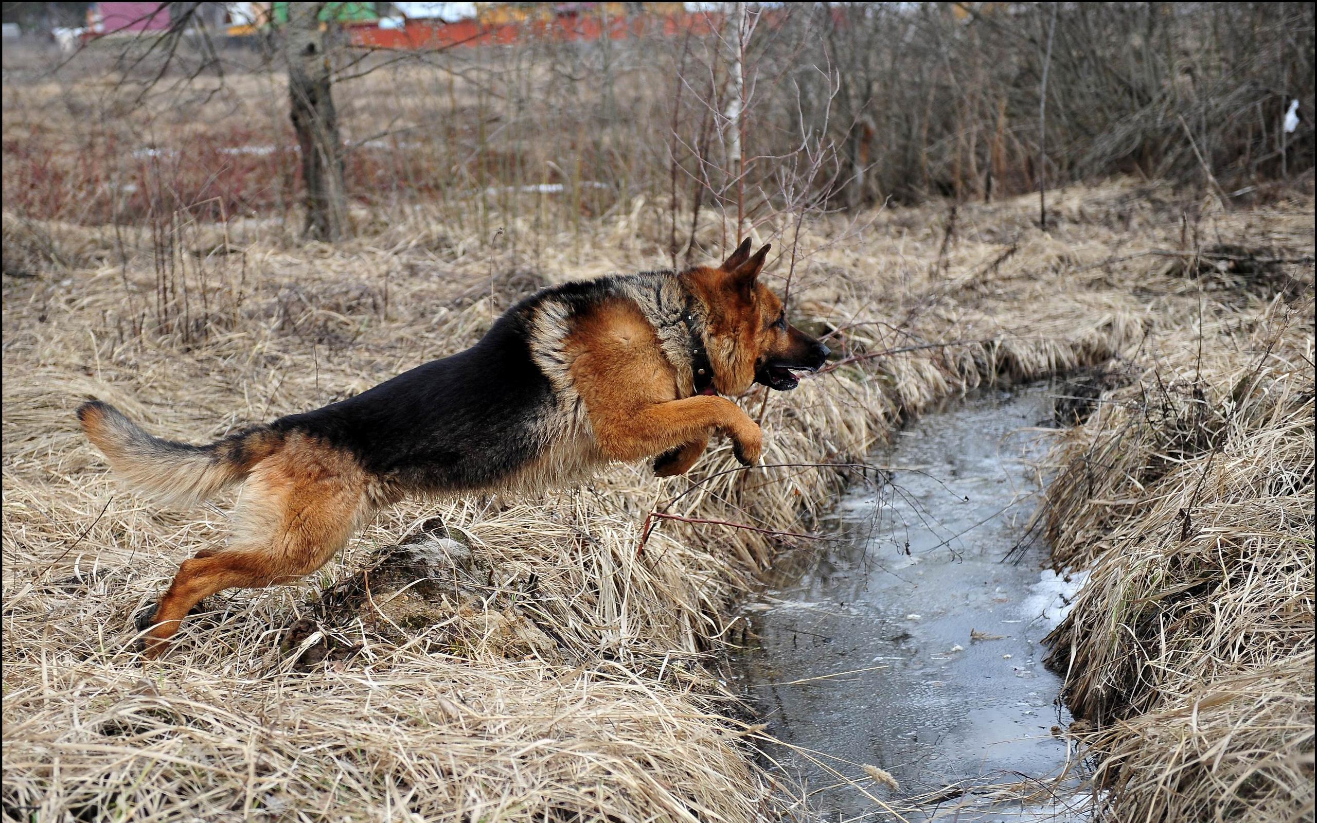 2560x1600 German Shepherd Wallpaper 47818. Best Free Desktop HD Wallpaper