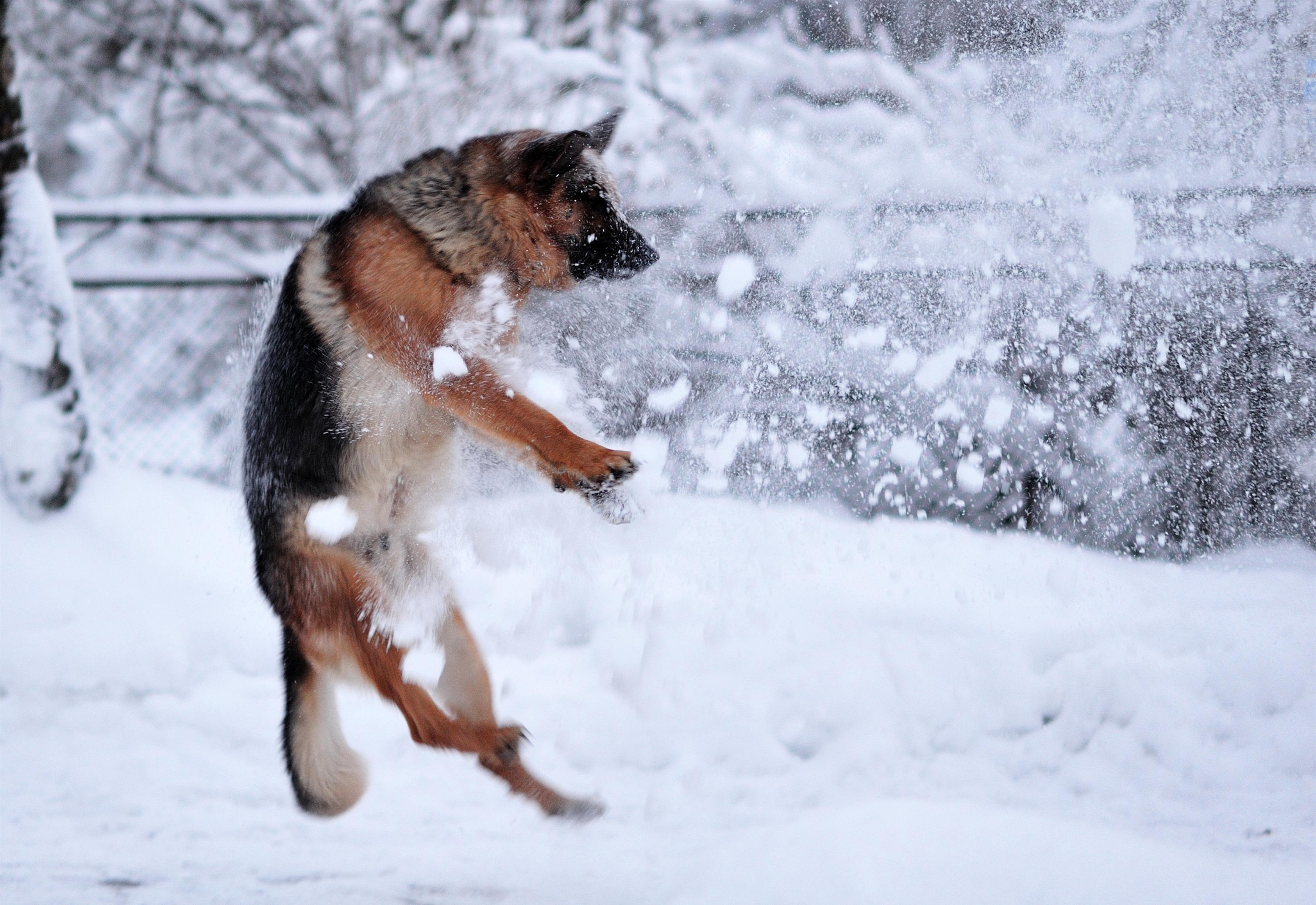 3368x2316 German Shepherd Wallpaper HD Download