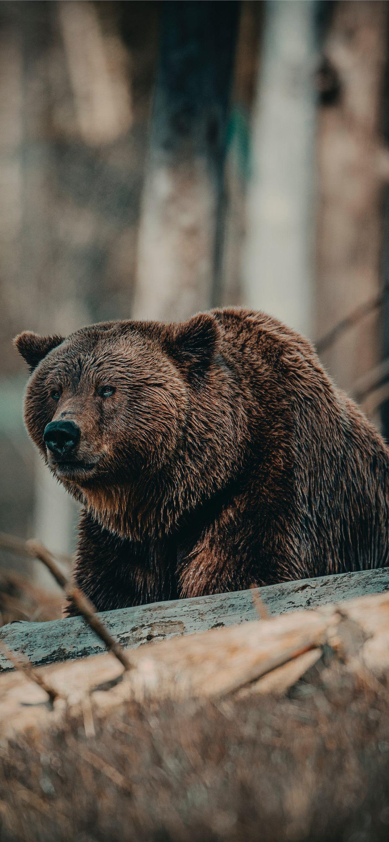 1242x2688 brown bear on brown wooden log during daytime iPhone X Wallpaper Free Download