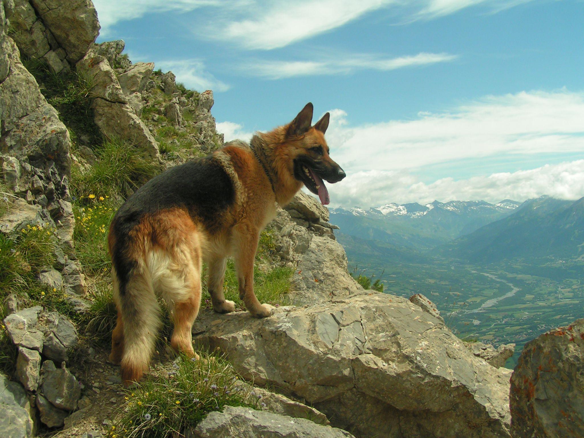 2048x1536 German Shepherd Wallpaper Dog on Top