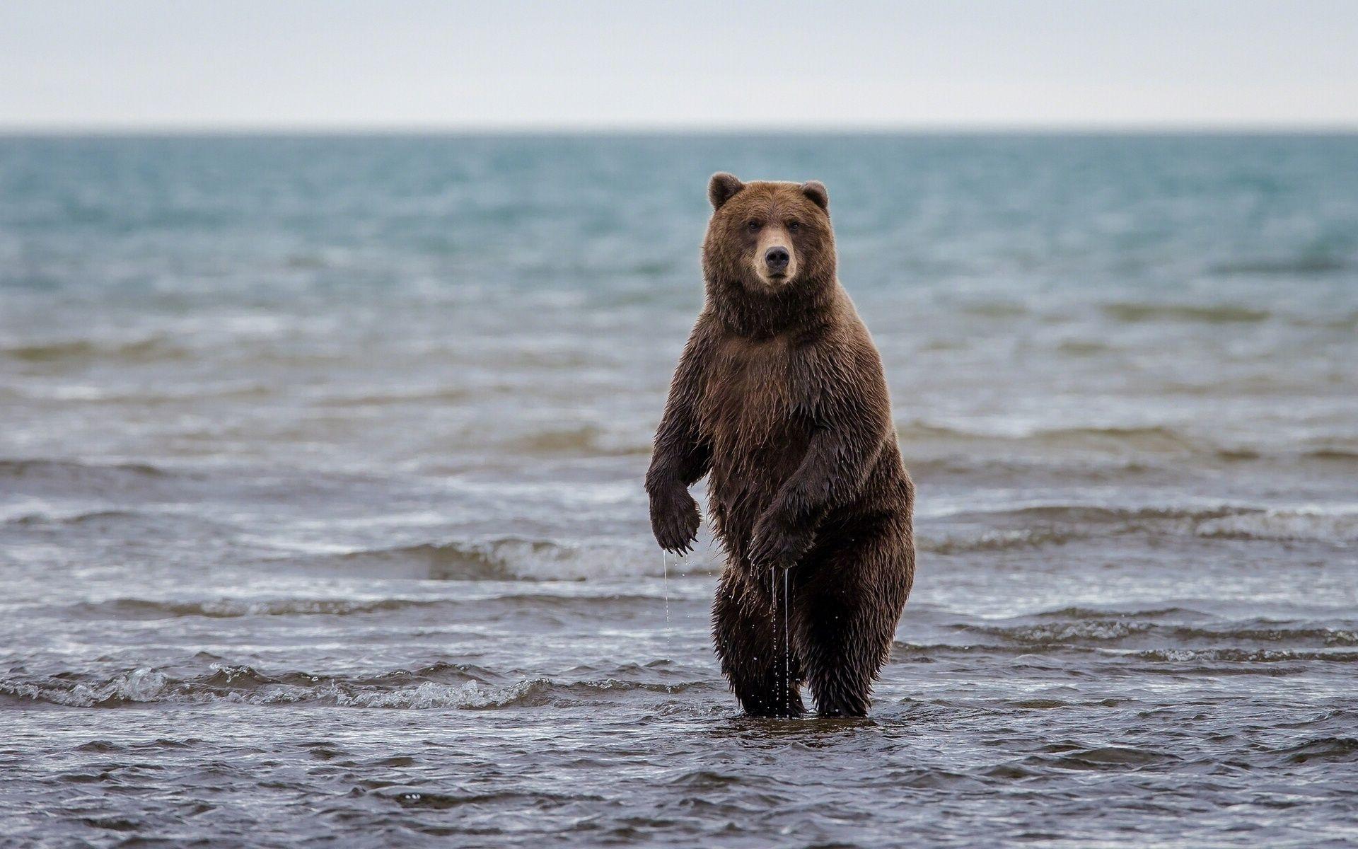 1920x1200 Grizzly bear wallpaperx1200 .