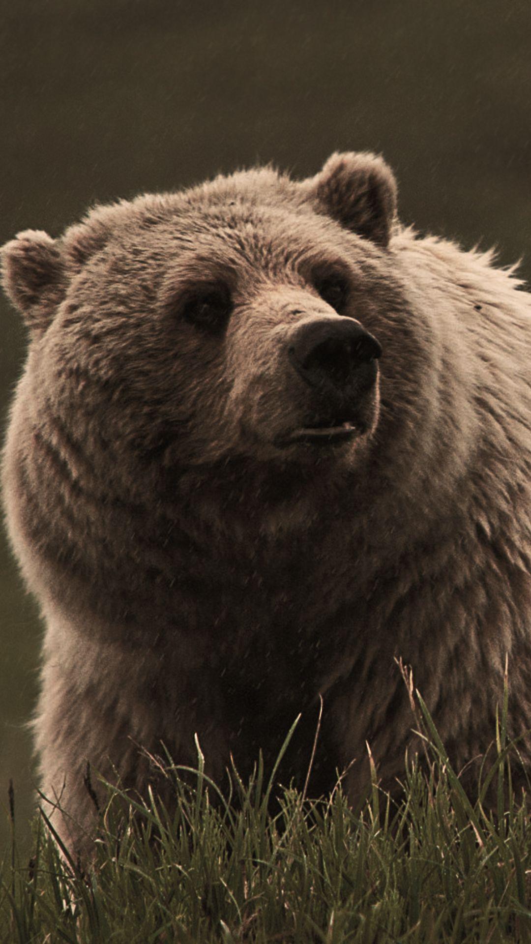 Bear iPhone Wallpapers - Top Free Bear iPhone Backgrounds - WallpaperAccess