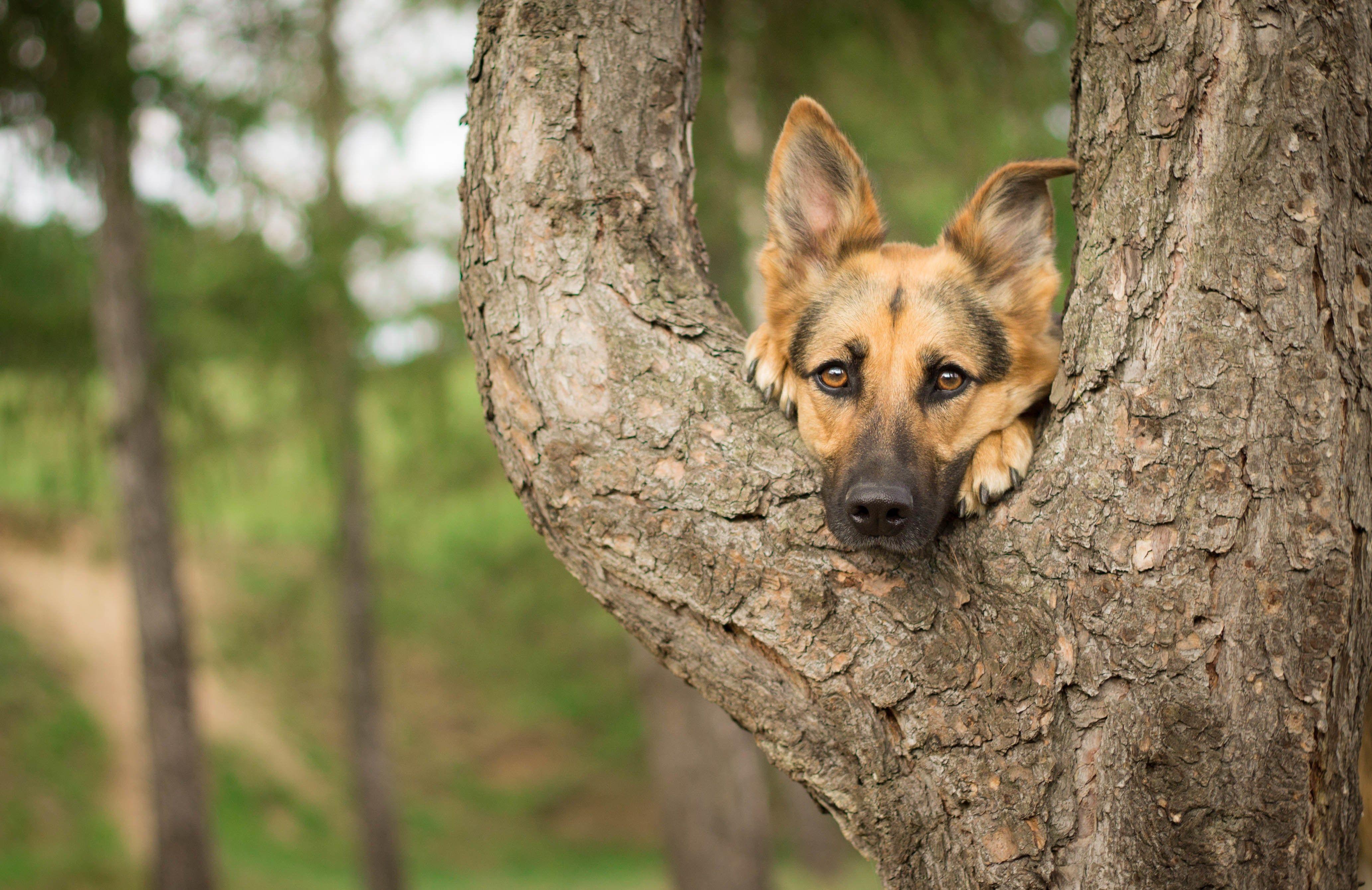 4130x2678 German Shepherd Wallpaper Background Hd, Seward Waite 2017 03 17