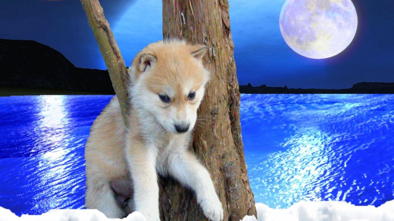 1366x768 Baby Wolf Wallpaper Ch35b Wolf Wallpaper HD