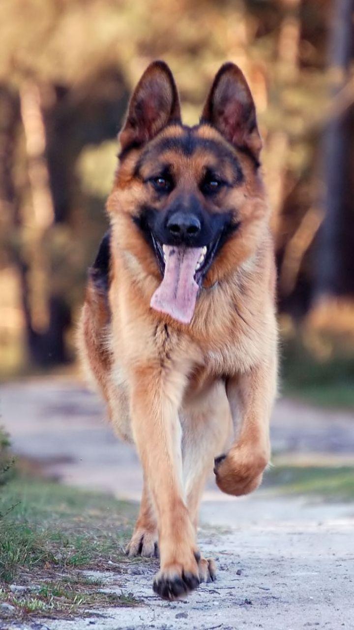 720x1280 Animal German Shepherd (720x1280) Wallpaper